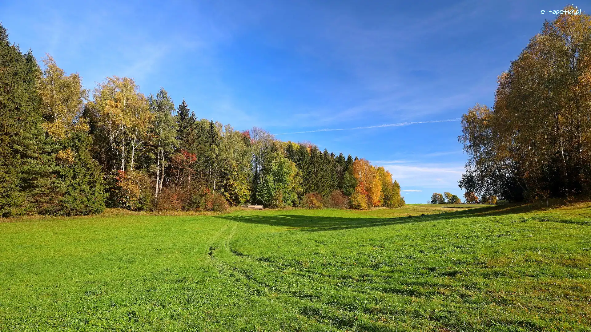 Łąka, Jesień, Las, Drzewa, Ścieżka