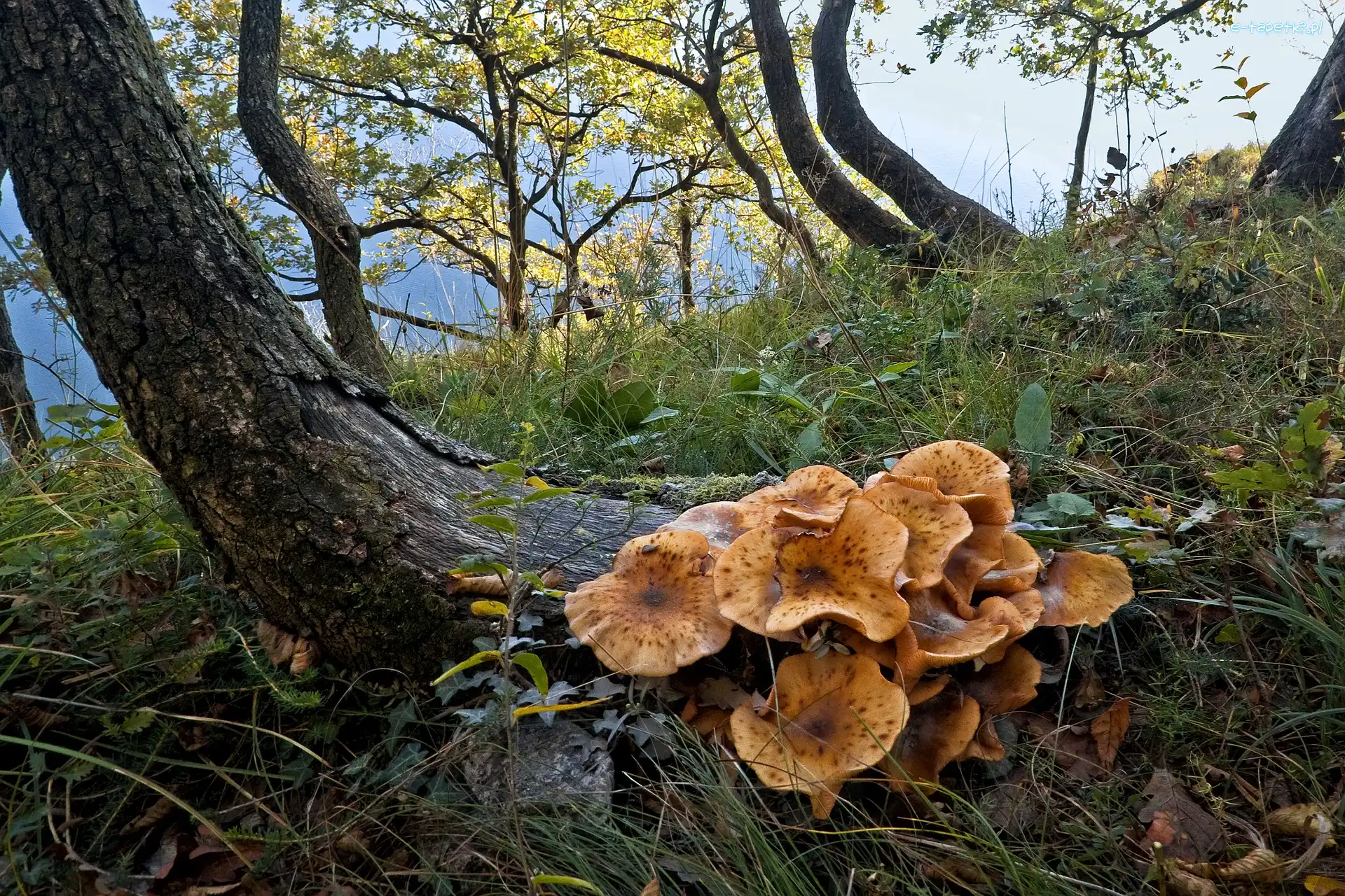 Opieńka miodowa, Trawa, Drzewa, Grzyby