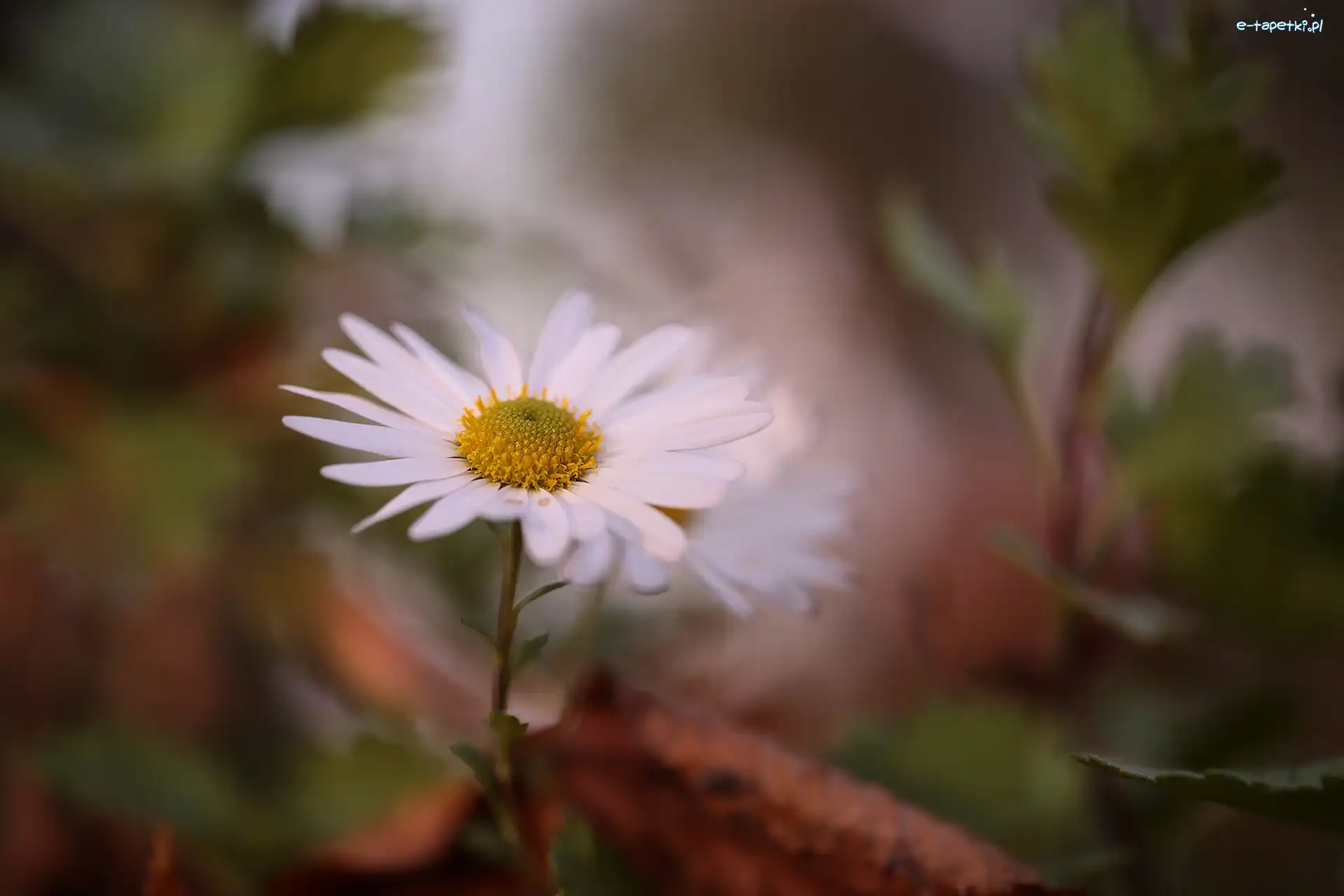 Aster, Kwiat, Jesienny, Biały