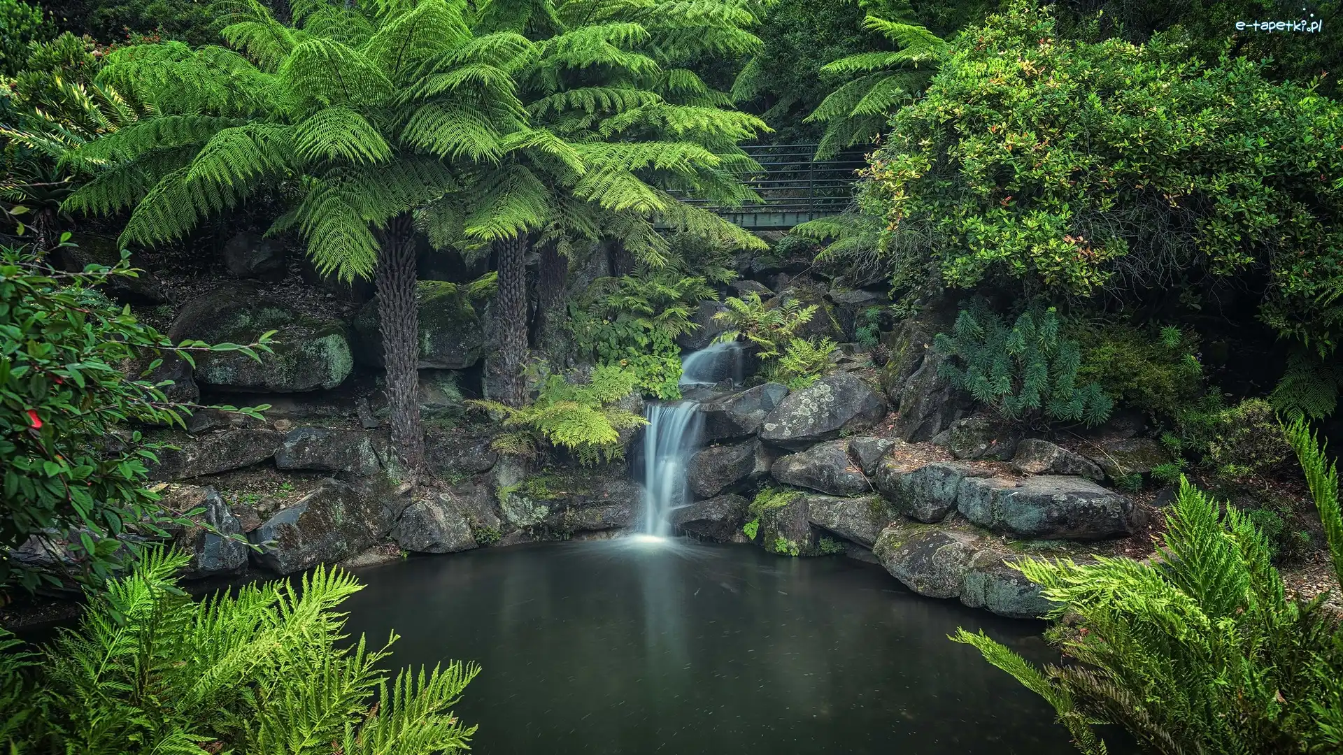 Park Narodowy Gór Błękitnych, Rośliny, Drzewa, Australia, Skały, Rzeka
