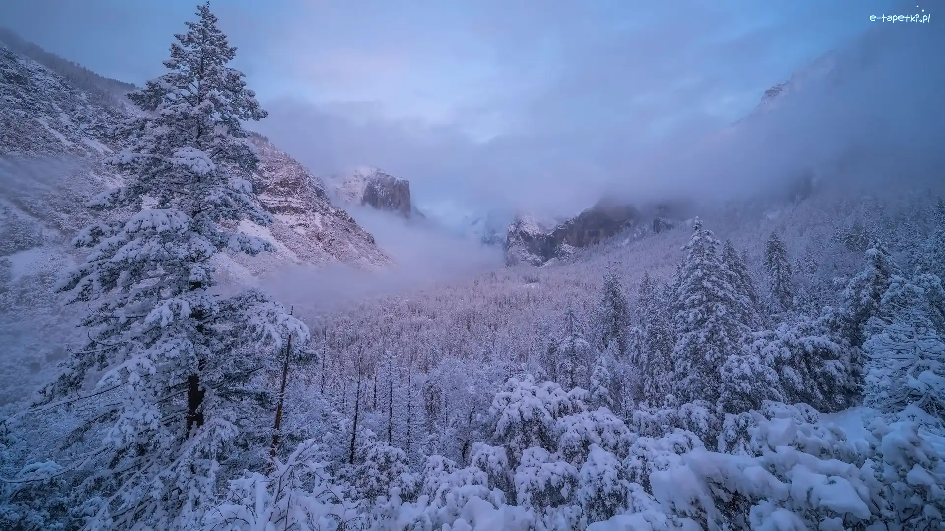 Drzewa, Śnieg, Stany Zjednoczone, Kalifornia, Góry, Mgła, Park Narodowy Yosemite, Zima