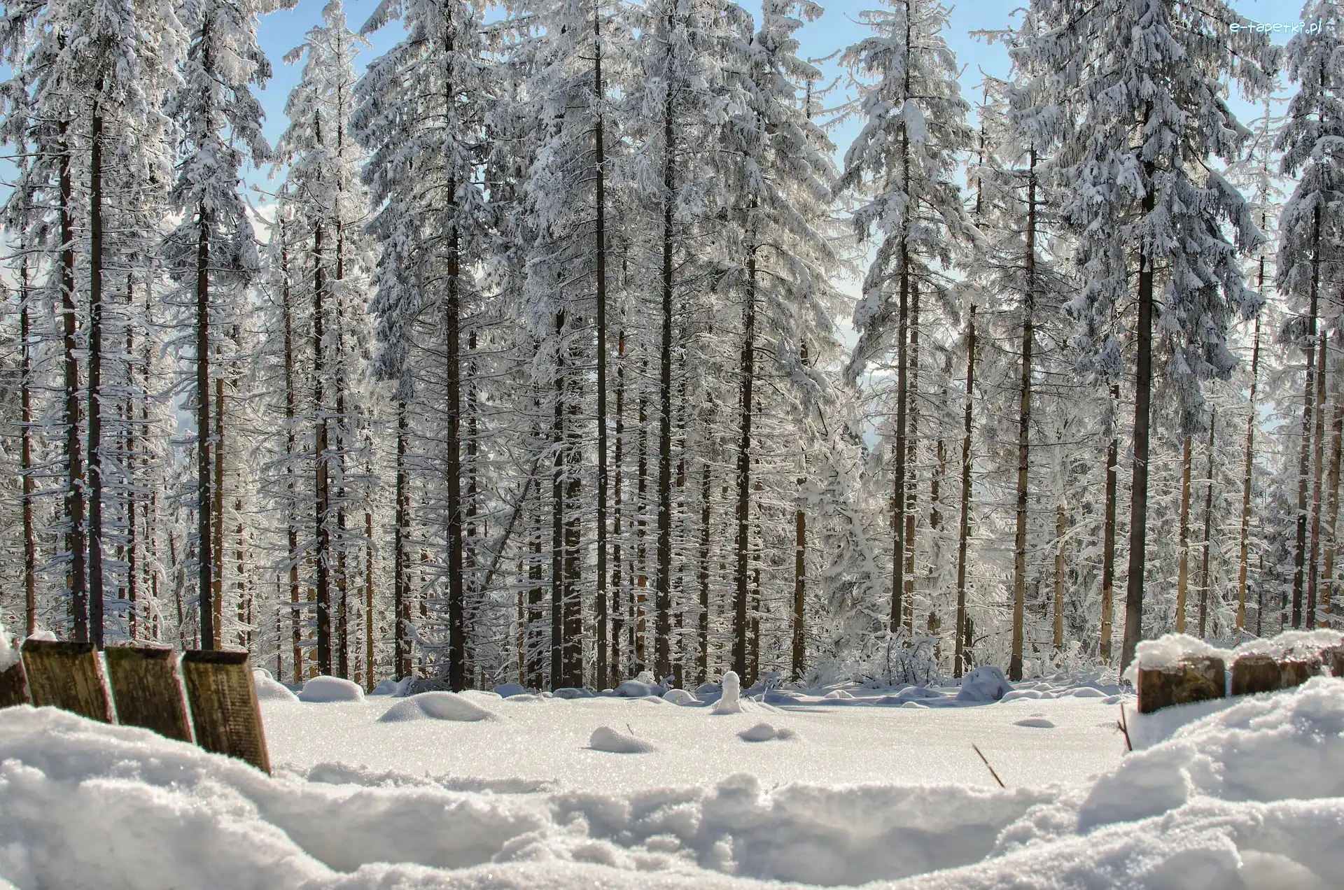 Zima, Śnieg, Las, Drzewa, Słoneczny blask