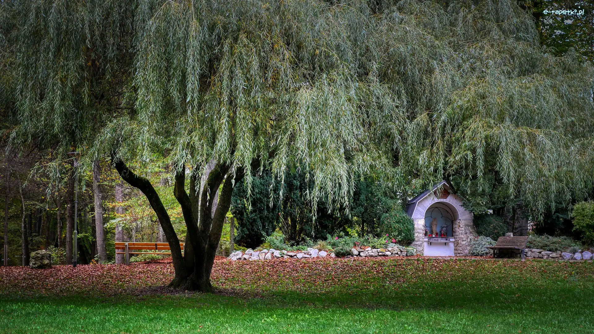 Drzewa, Kapliczka, Wierzba, Park