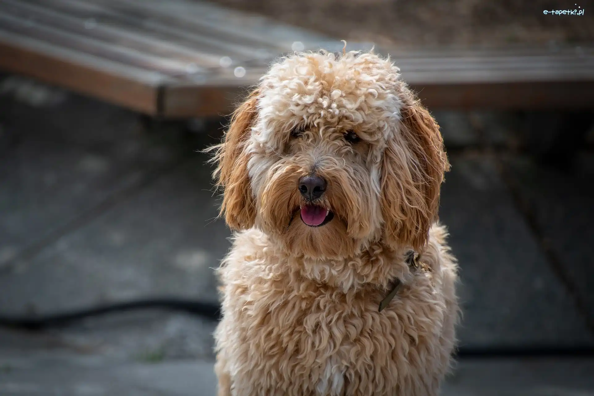 Hybryda, Labradoodle, Pies
