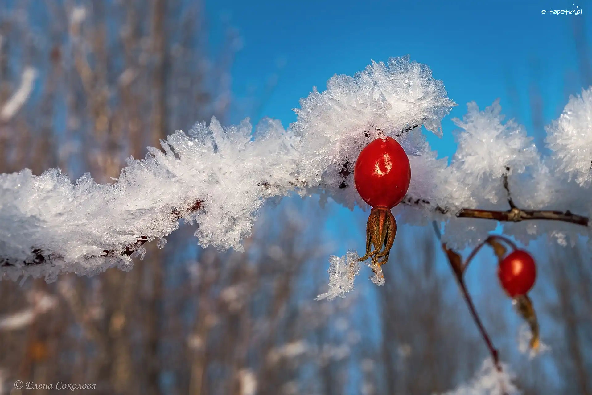 Owoce, Gałązka, Śnieg, Dzika róża
