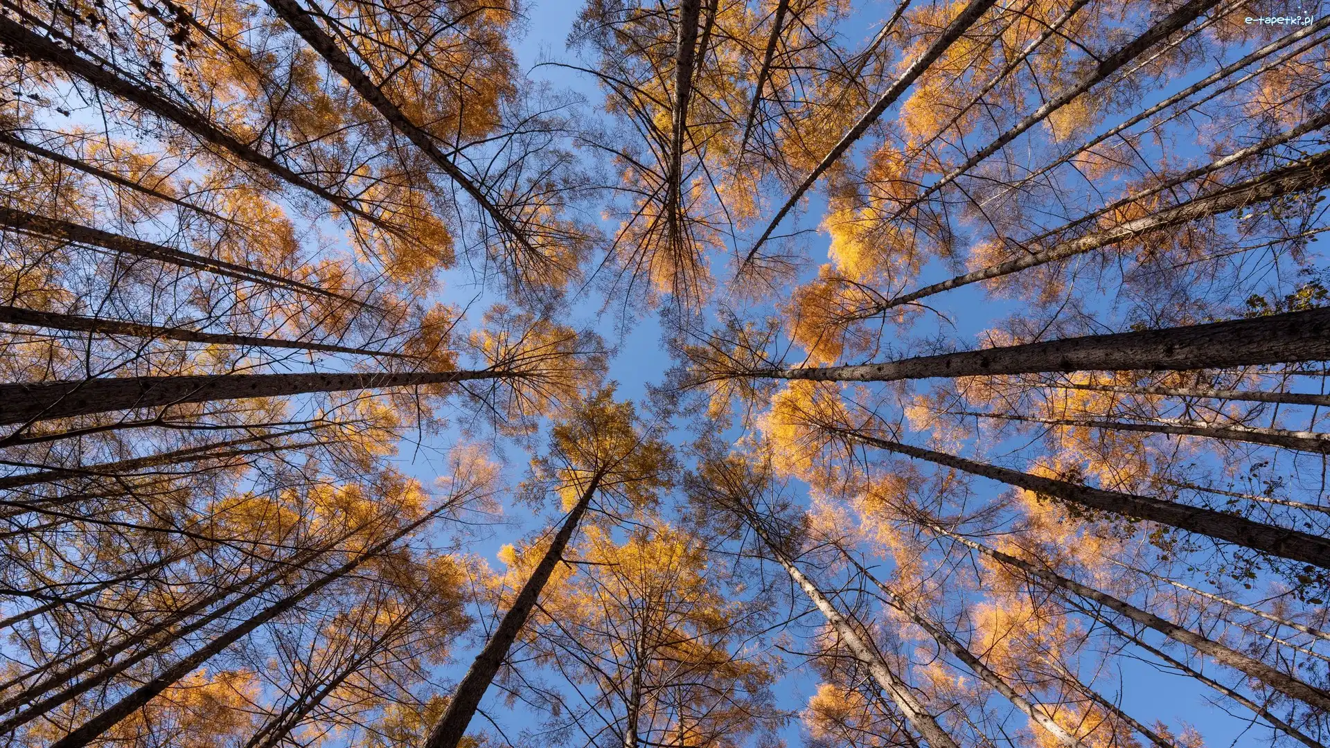Drzewa, Niebo, Wierzchołki, Liście, Pożółkłe