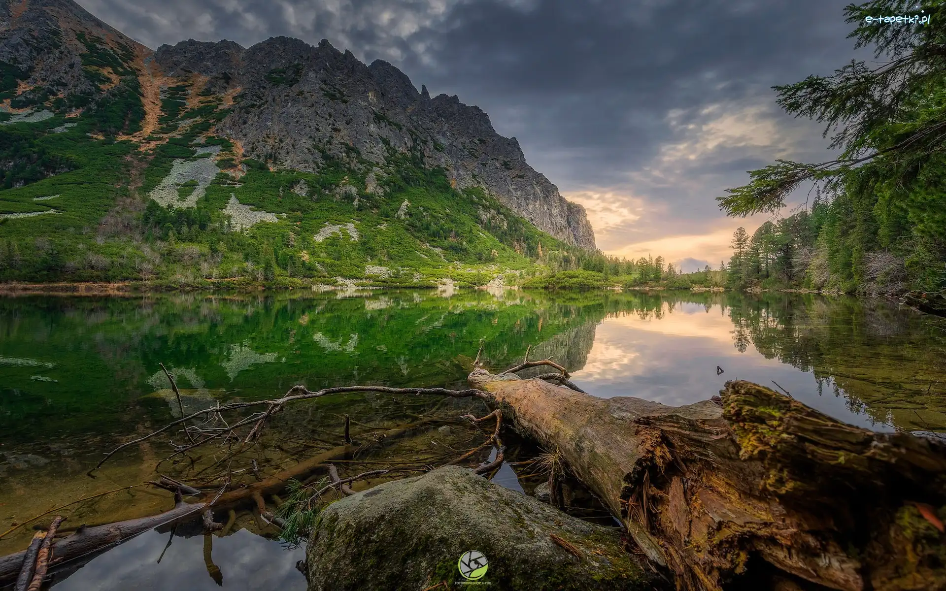 Pień, Tatry, Jezioro, Góry, Słowacja, Drzewa, Popradzki Staw
