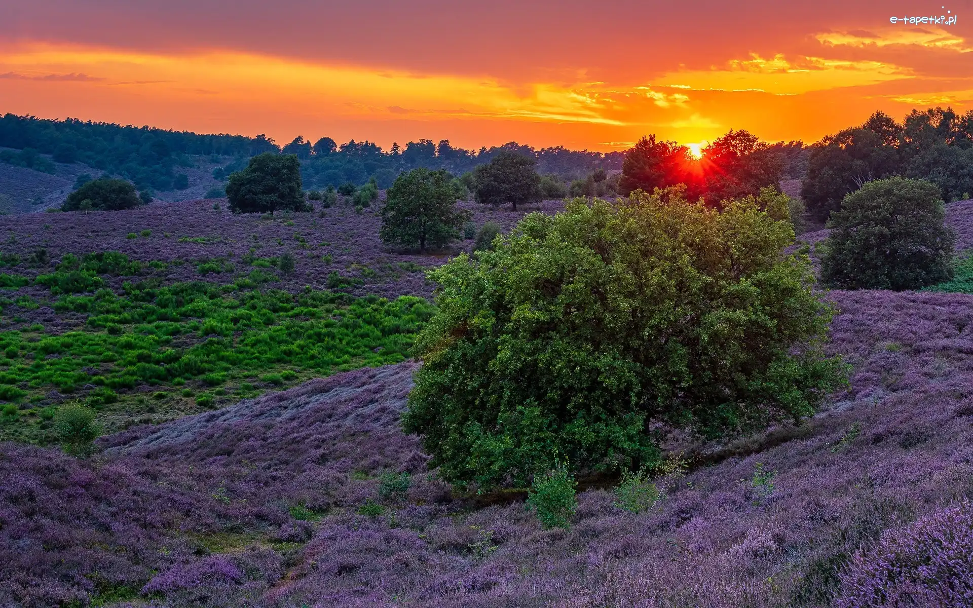 Wrzosy, Zachód słońca, Drzewa, Wrzosowisko