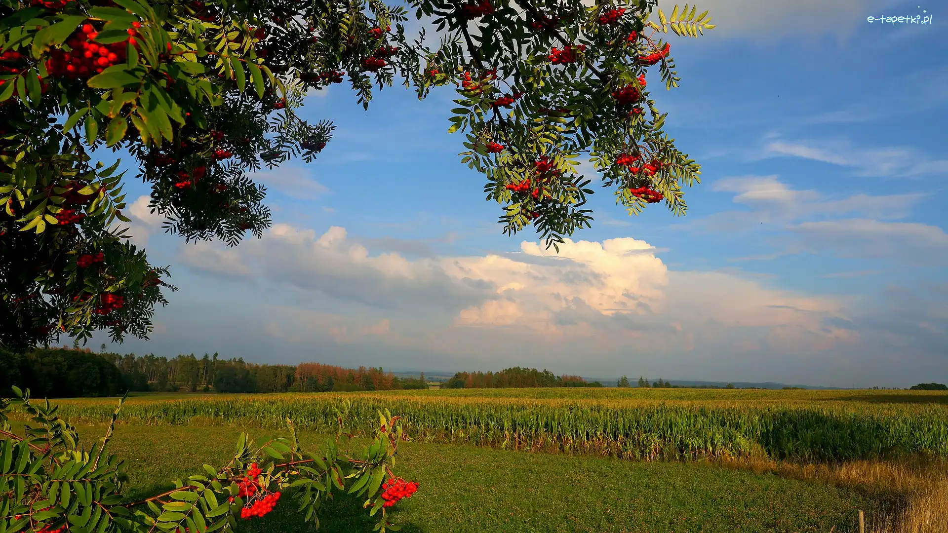 Jarzębina, Kukurydza, Pole, Drzewa