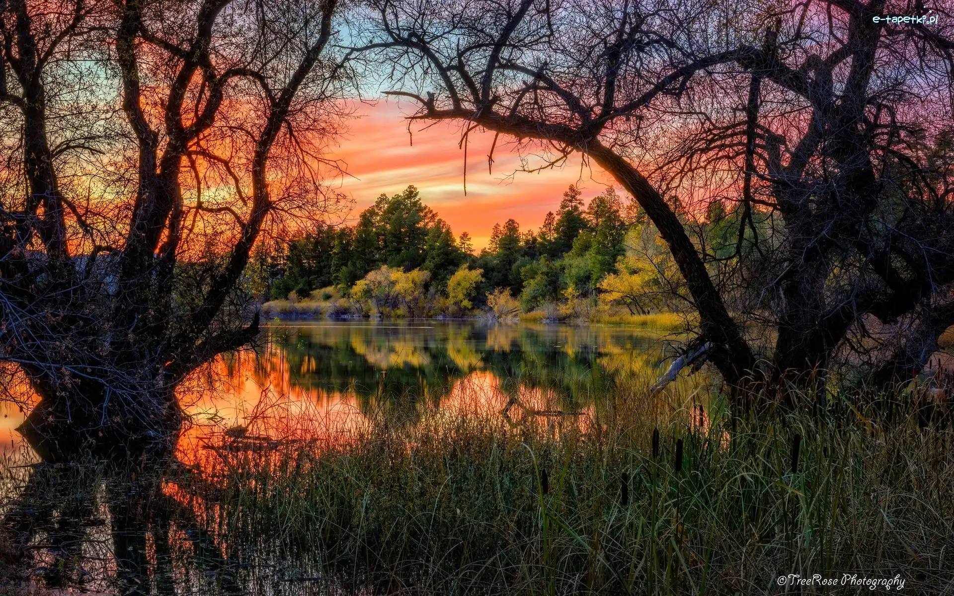 Szuwary, Gałęzie, Goldwater Lake, Jezioro, Zachód słońca, Stany Zjednoczone, Stan Arizona, Drzewa, Prescott
