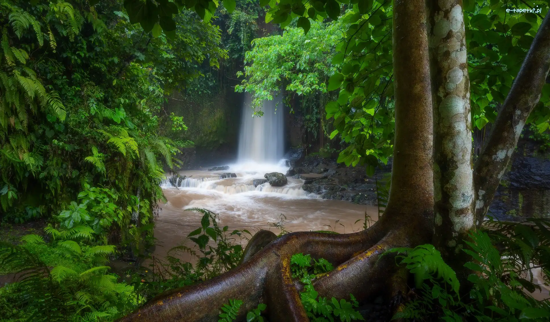 Kamienie, Drzewa, Indonezja, Bali, Rzeka, Wodospad, Sumampan Waterfall, Las