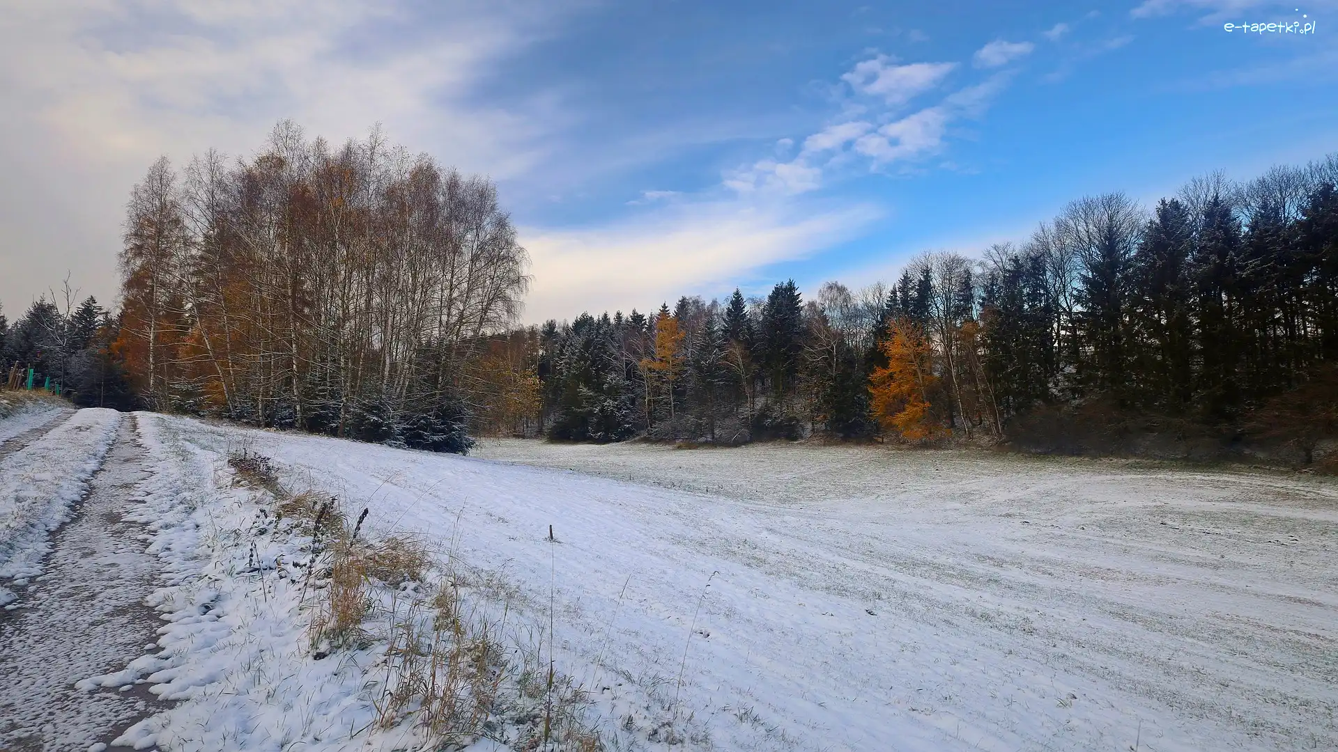 Drzewa, Łąka, Zima