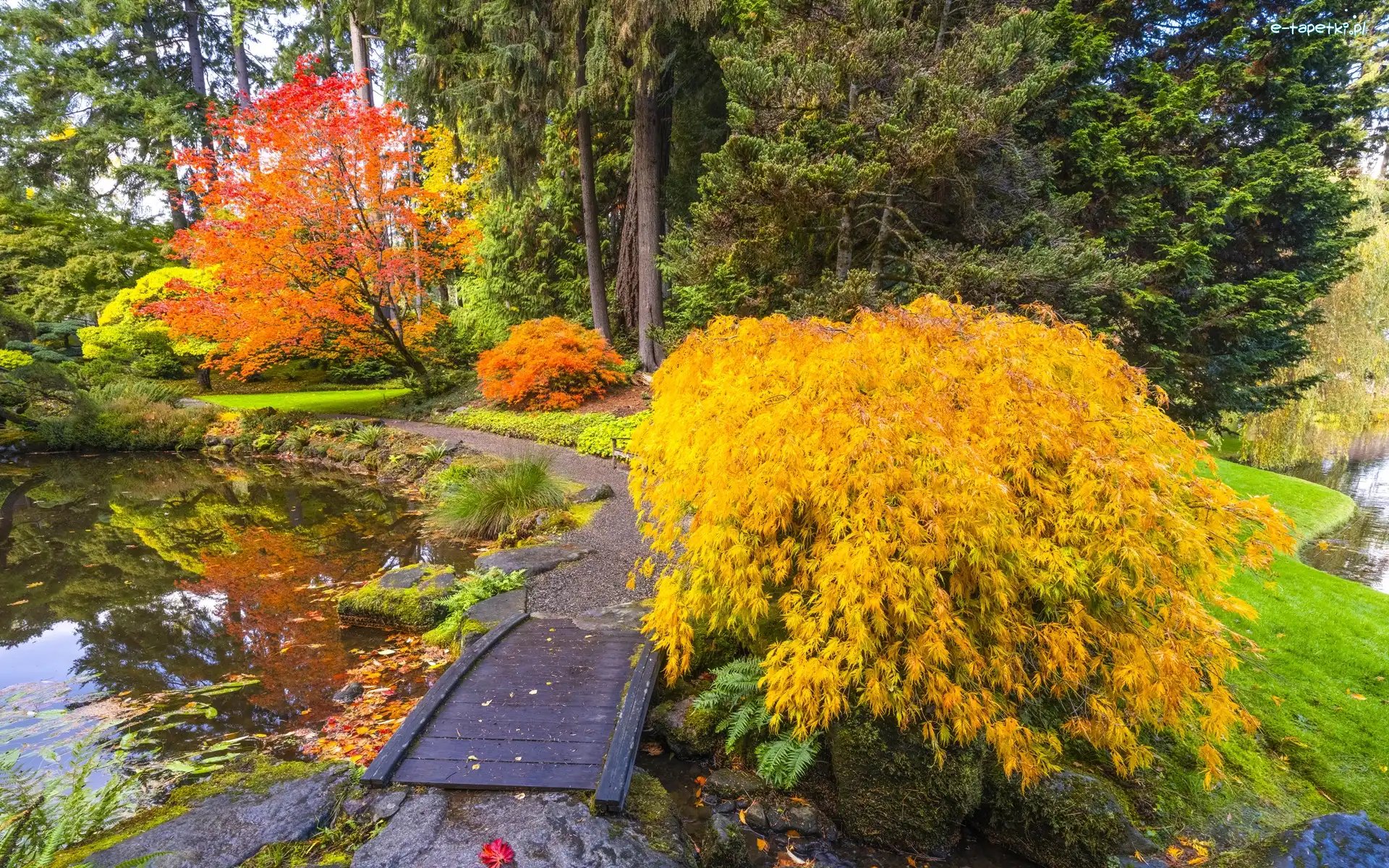 Bloedel Reserve Bainbridge, Waszyngton, Kładka, Staw, Ogród botaniczny, Jesień, Drzewa, Stany Zjednoczone