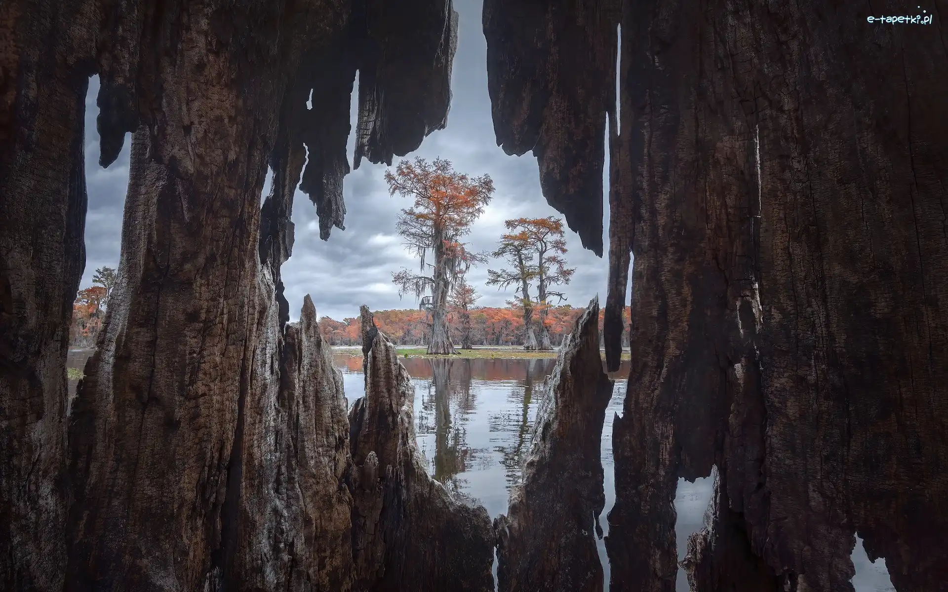 Drzewa, Jezioro, Caddo Lake, Cyprysy, Teksas, Stany Zjednoczone