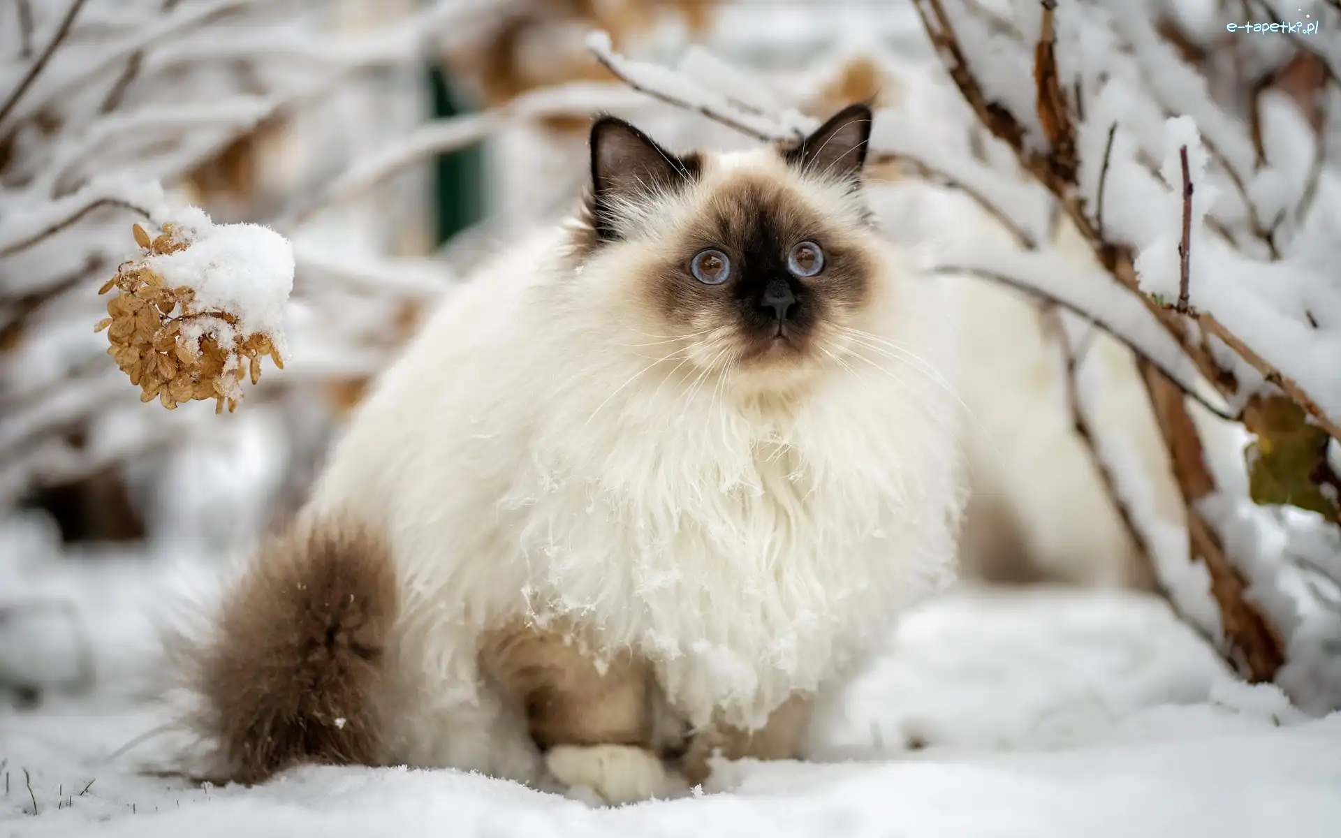 Kot, Śnieg, Ragdoll, Zima, Gałęzie