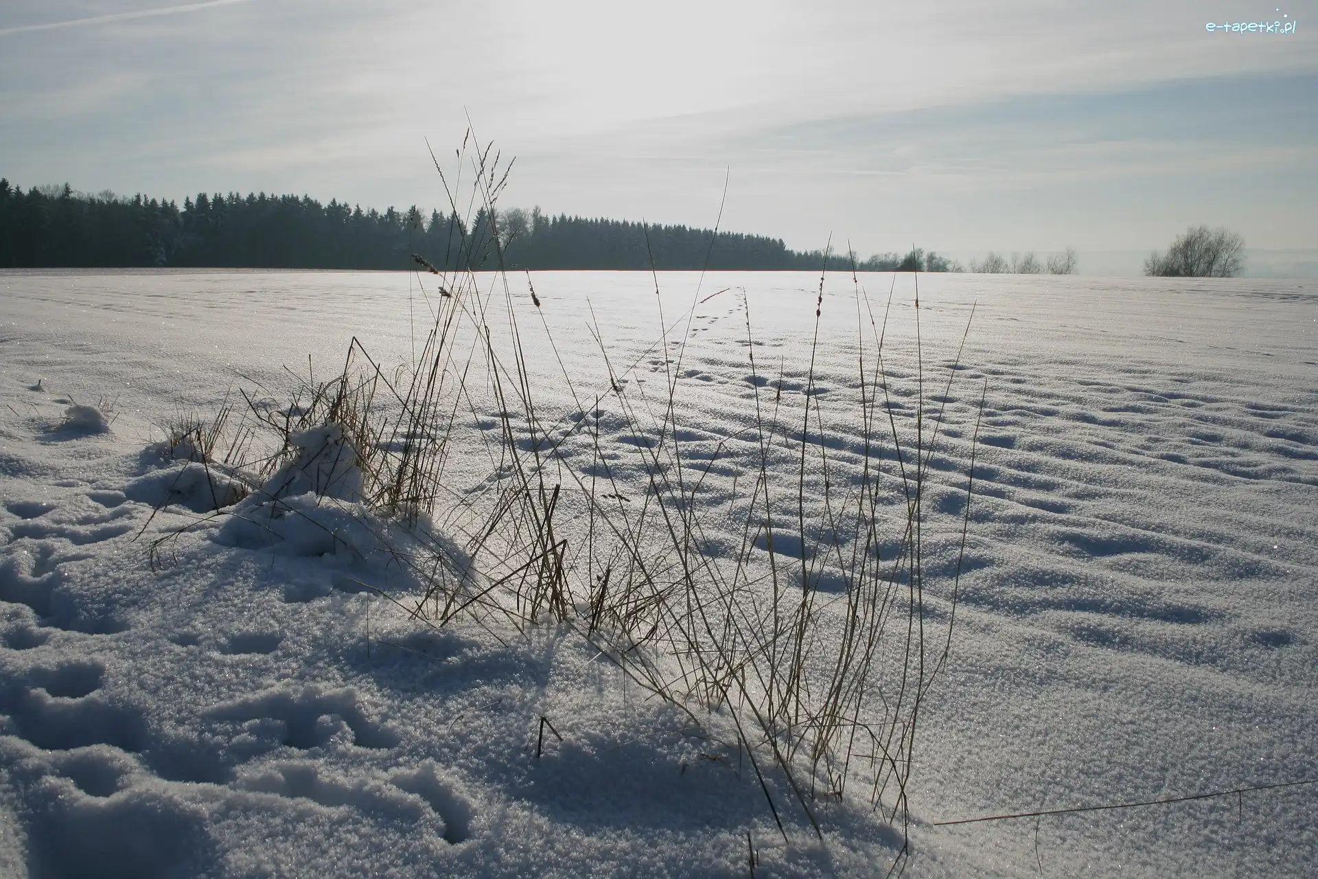 Zima, Trawa, Pole, Ślady, Las