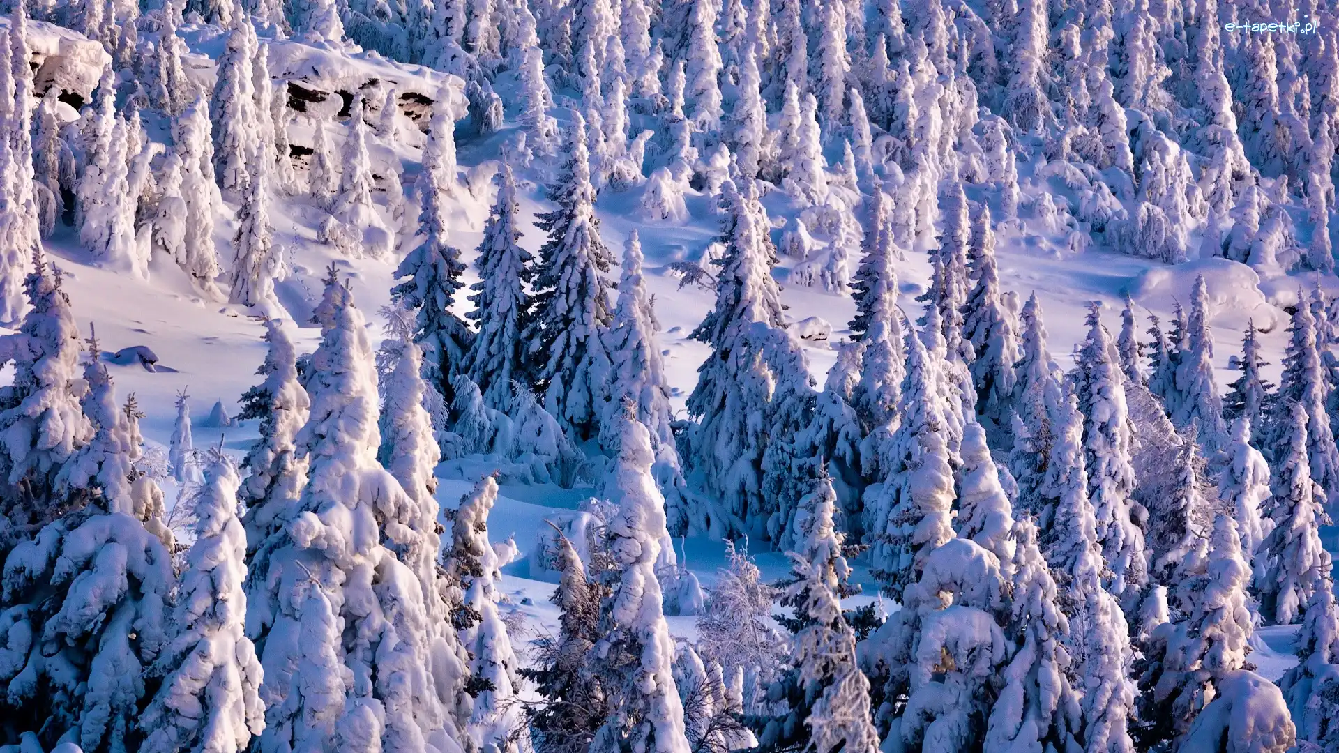 Drzewa, Wzgórze, Ośnieżone, Zima