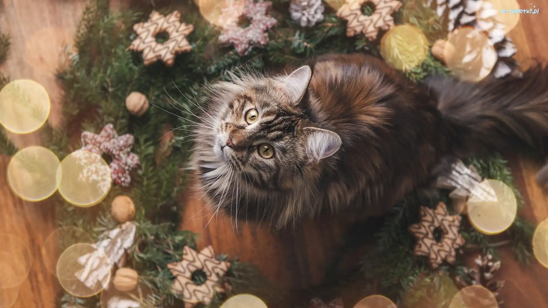 Maine coon, Dekoracja, Świąteczna, Kot