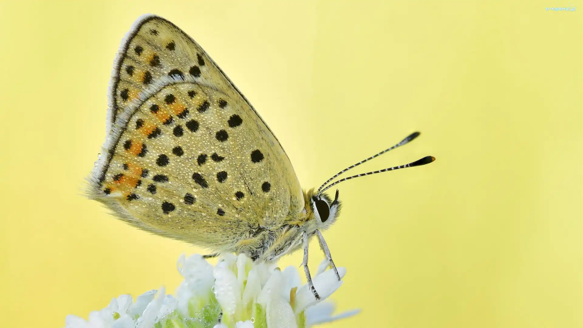 Motyl, Kwiat, Czerwończyk uroczek, Makro, Rozmycie