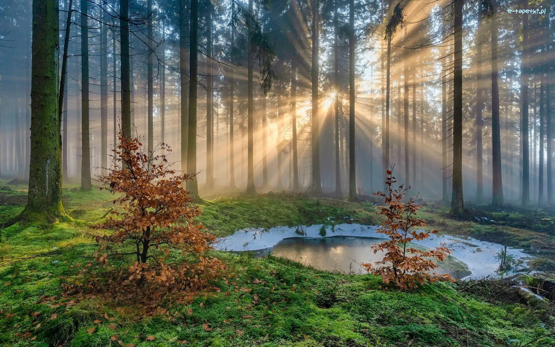 Drzewa, Przebijające światło, Kałuża, Las