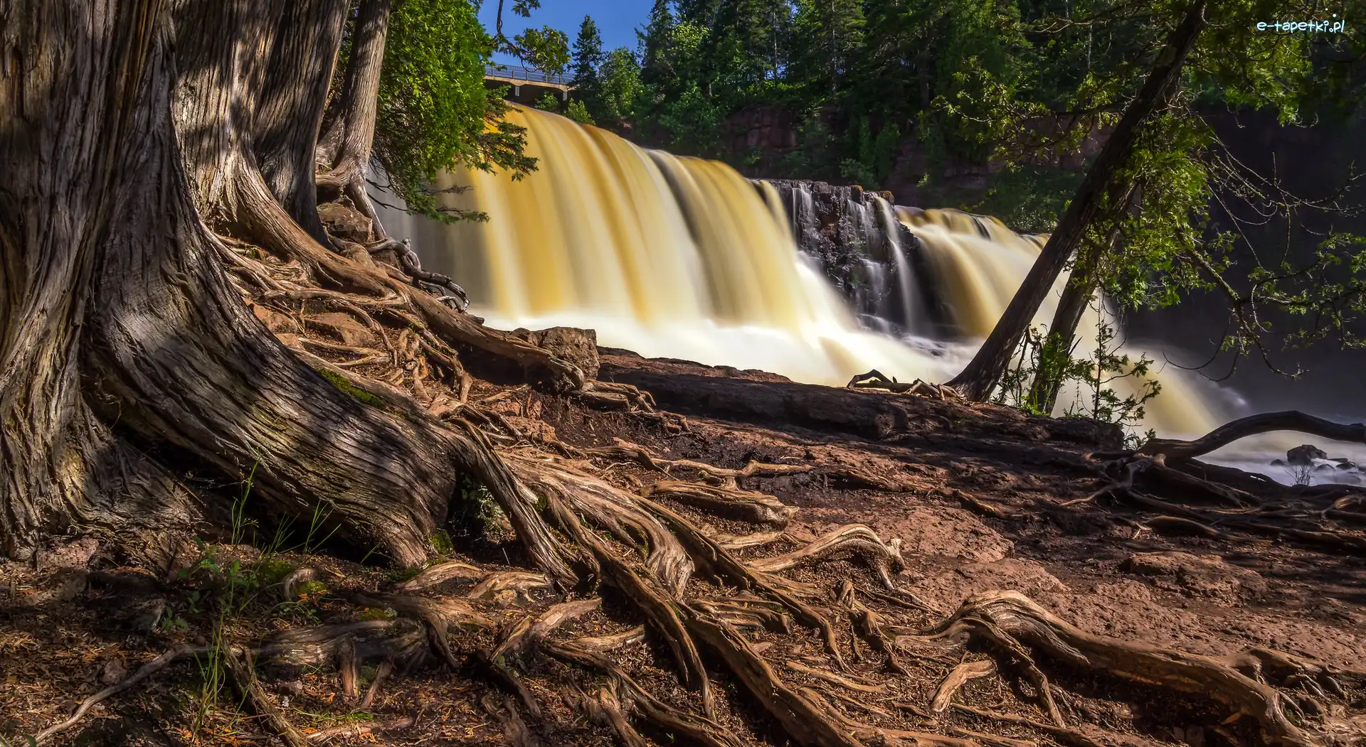 Gooseberry Falls, Korzenie, Stany Zjednoczone, Minesota, Wodospad, Most, Park stanowy Gooseberry Falls, Drzewo