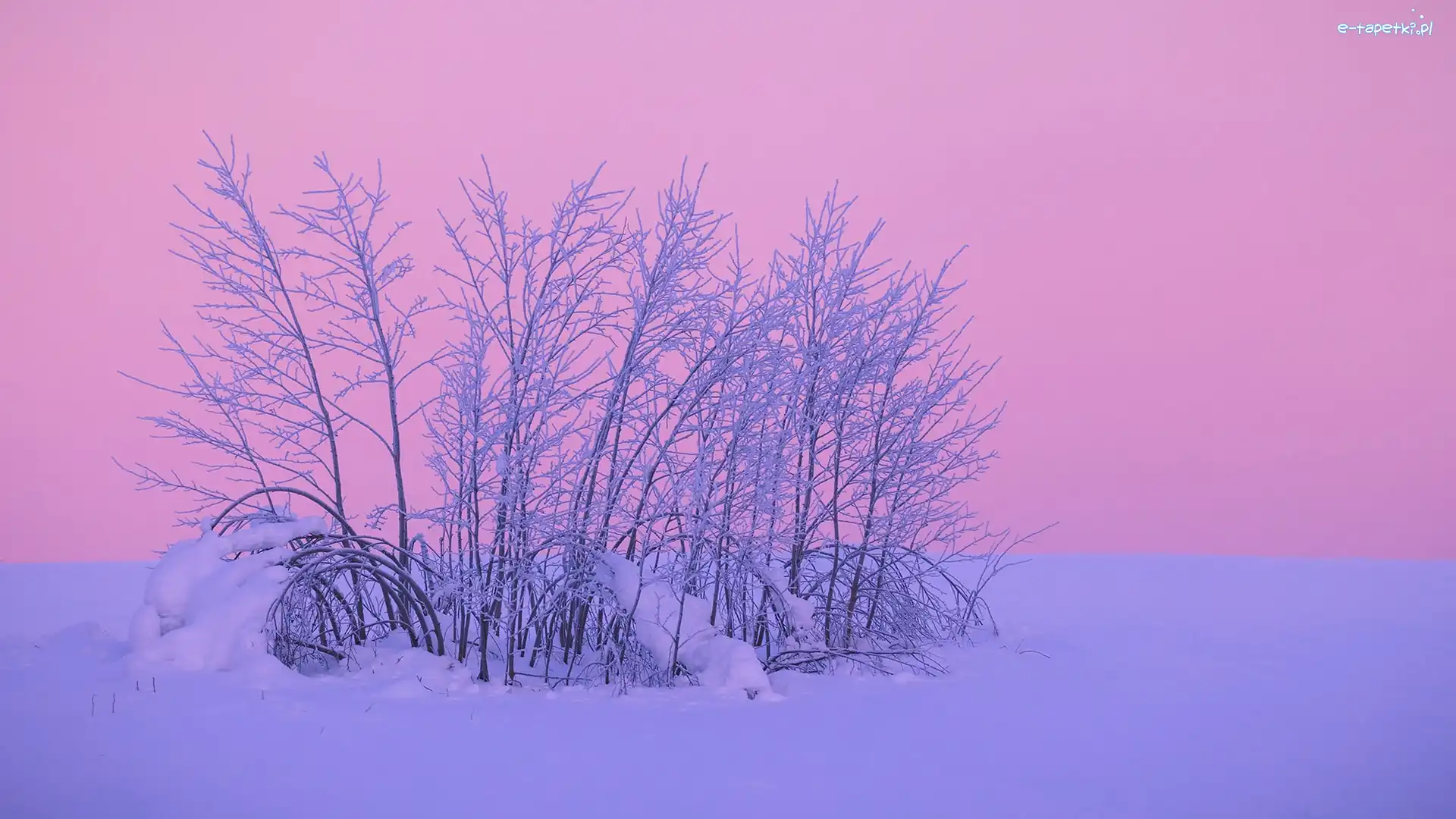 Śnieg, Zachód słońca, Krzew, Zima