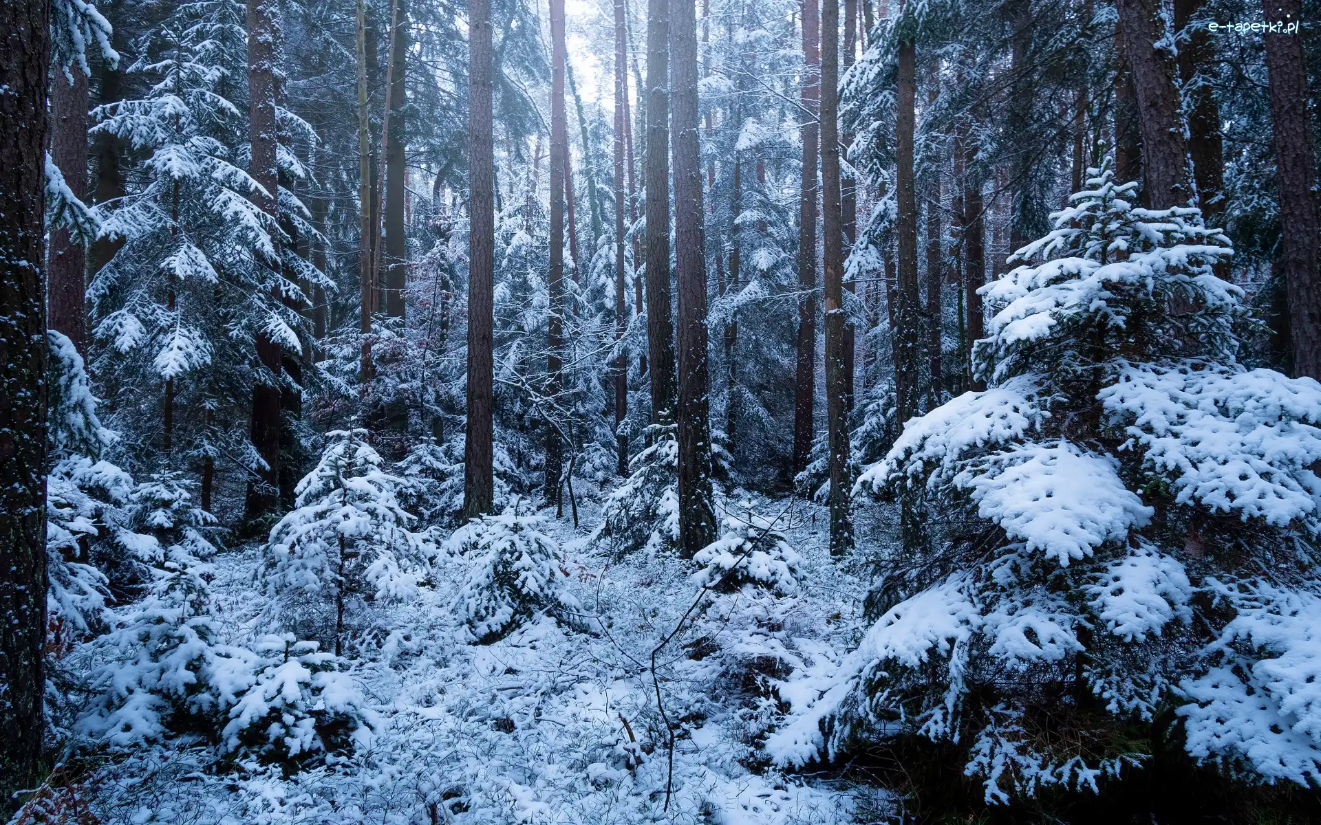 Śnieg, Krzewy, Drzewa, Zima, Ośnieżone, Las