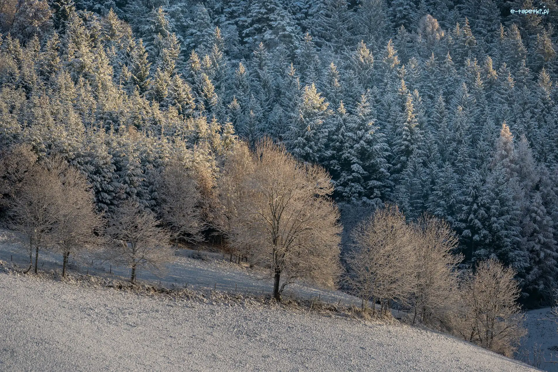 Las, Wzgórze, Drzewa, Zima