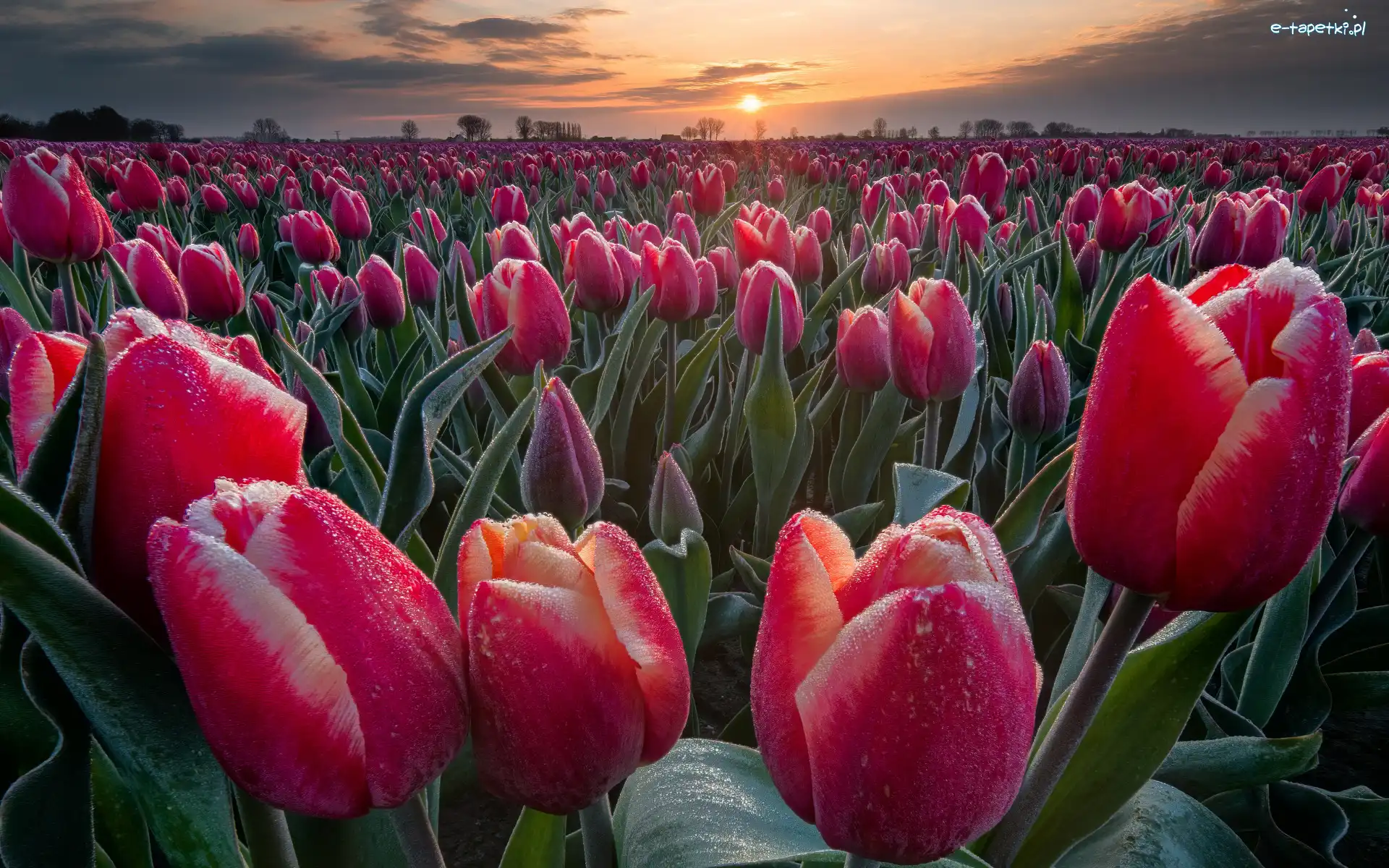 Kwiaty, Pole, Krople, Rosa, Plantacja, Czerwone, Tulipany, Zachód słońca