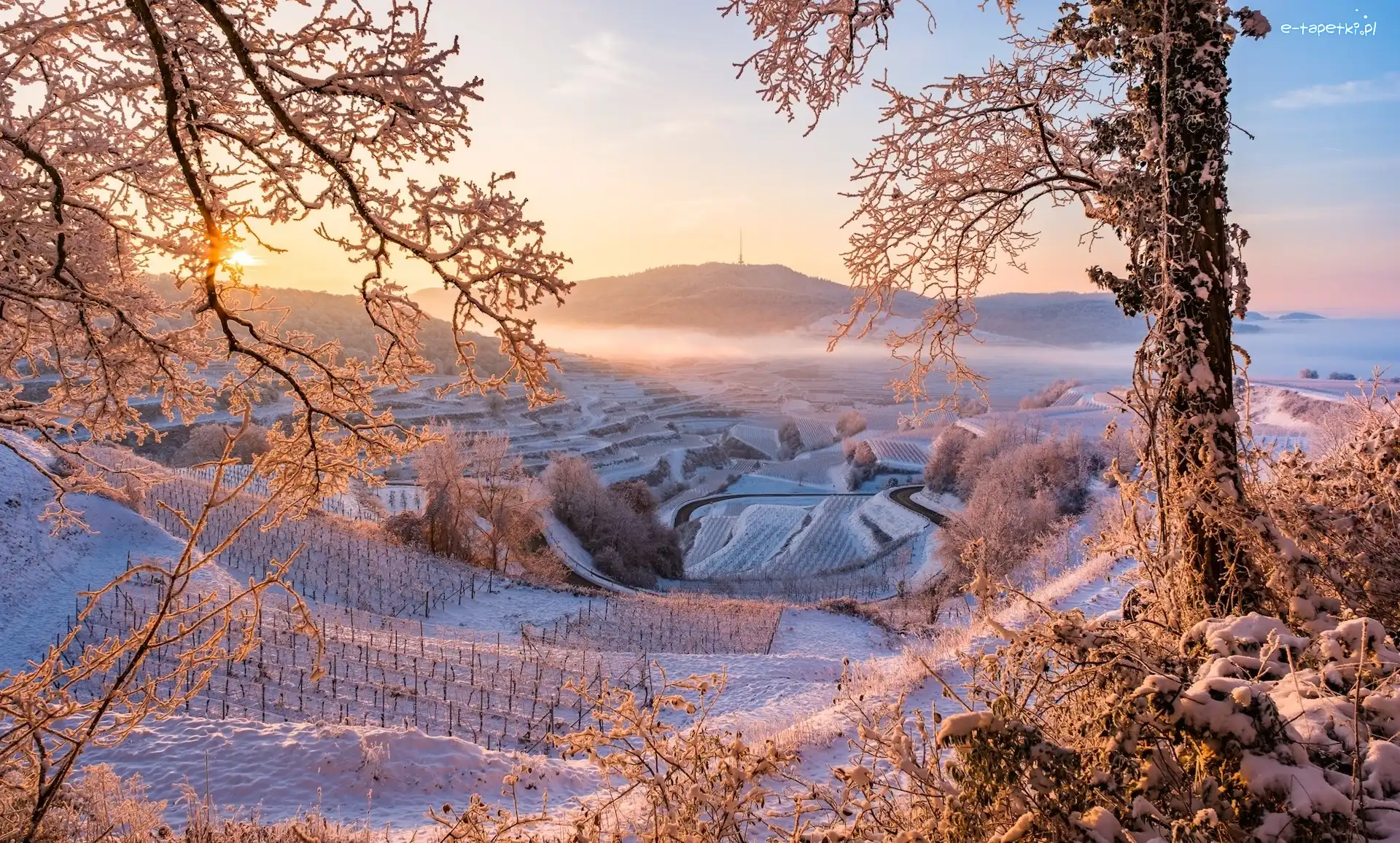 Winnice, Kaiserstuhl, Zima, Promienie słońca, Wzgórza, Drzewa, Gałęzie, Niemcy