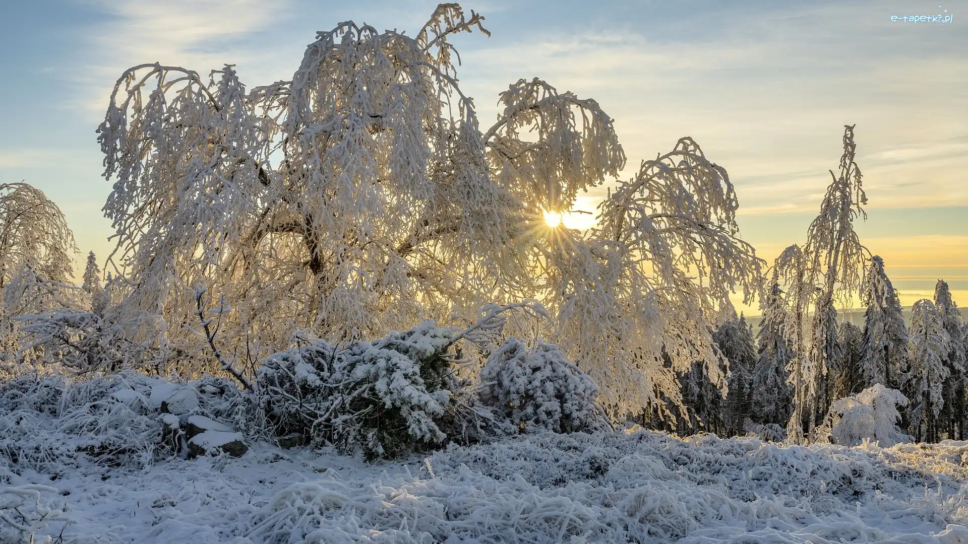 Zima, Drzewa, Las, Wschód słońca, Krzewy