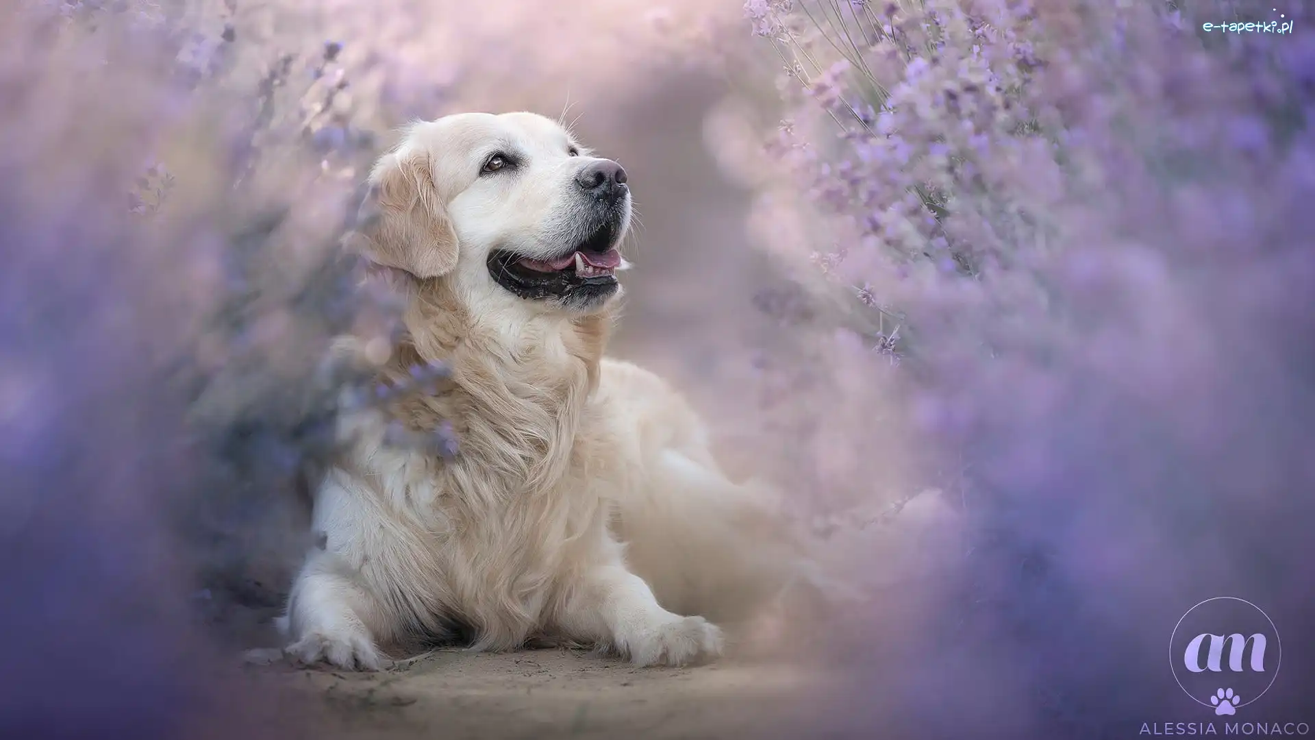 Golden retriever, Pies, Leżący