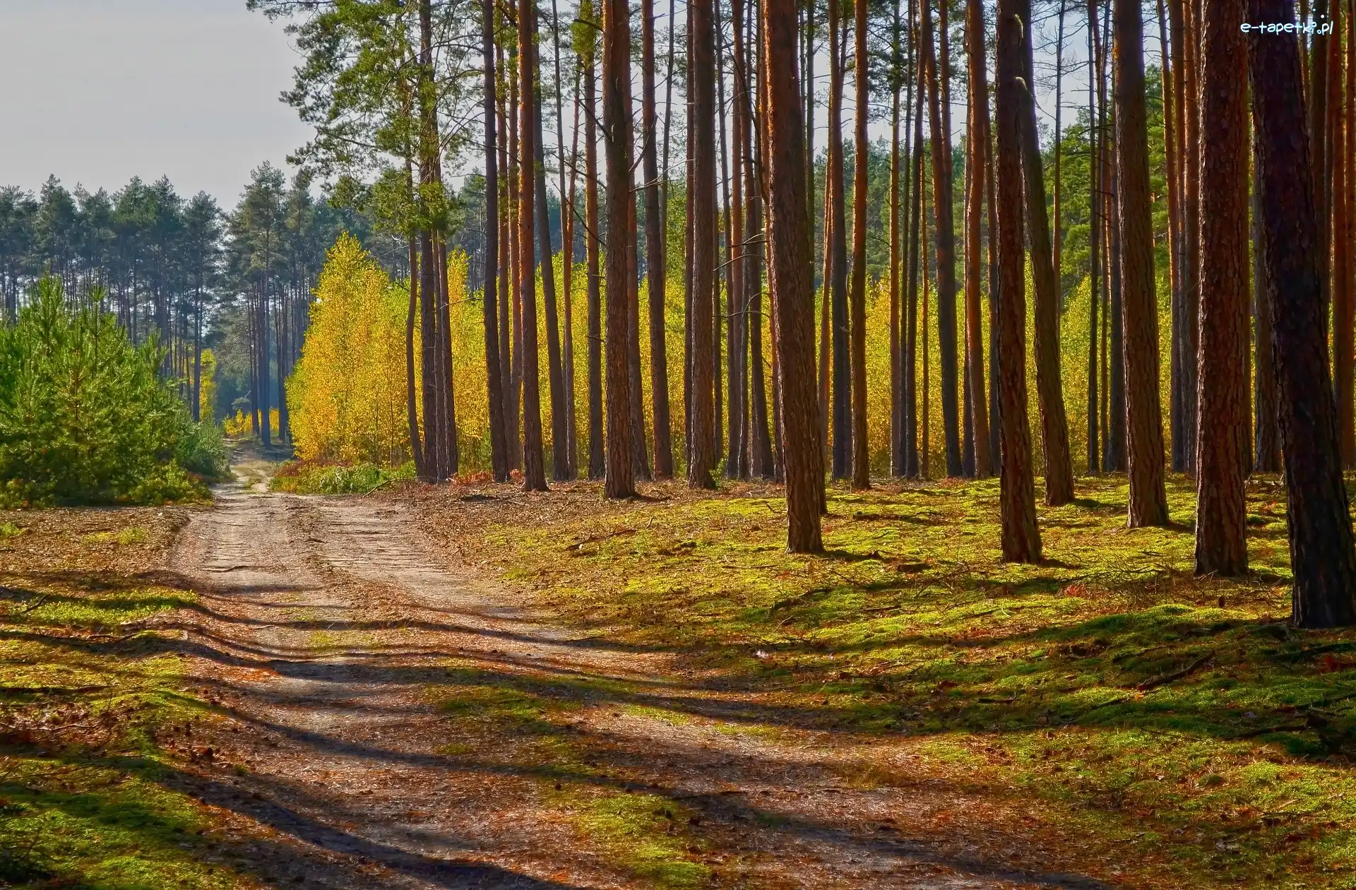 Słoneczny, Drzewa, Ścieżka, Dzień, Wysokie, Las