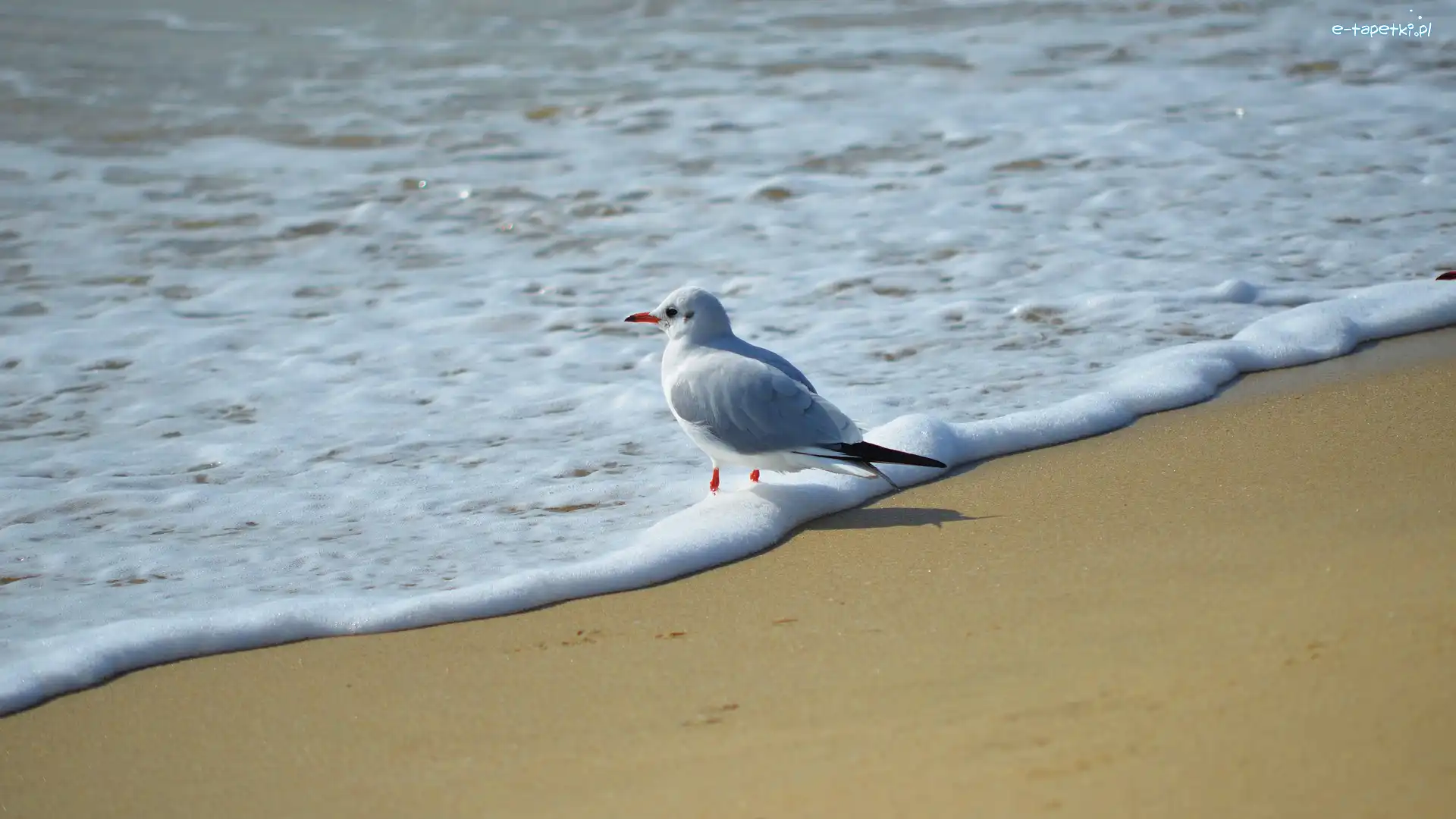 Plaża, Morze, Fala, Mewa