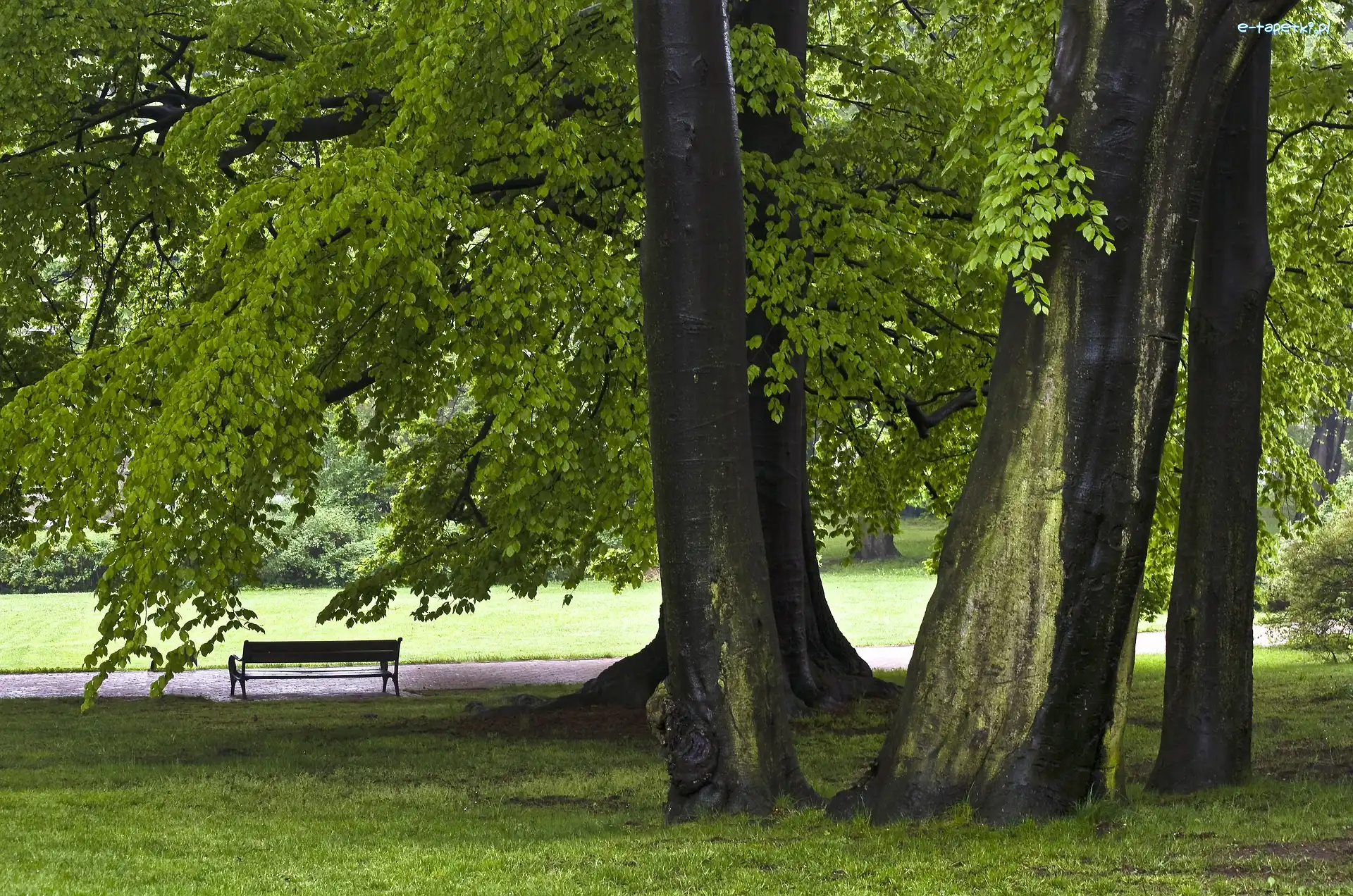 Ławka, Droga, Drzewa, Park