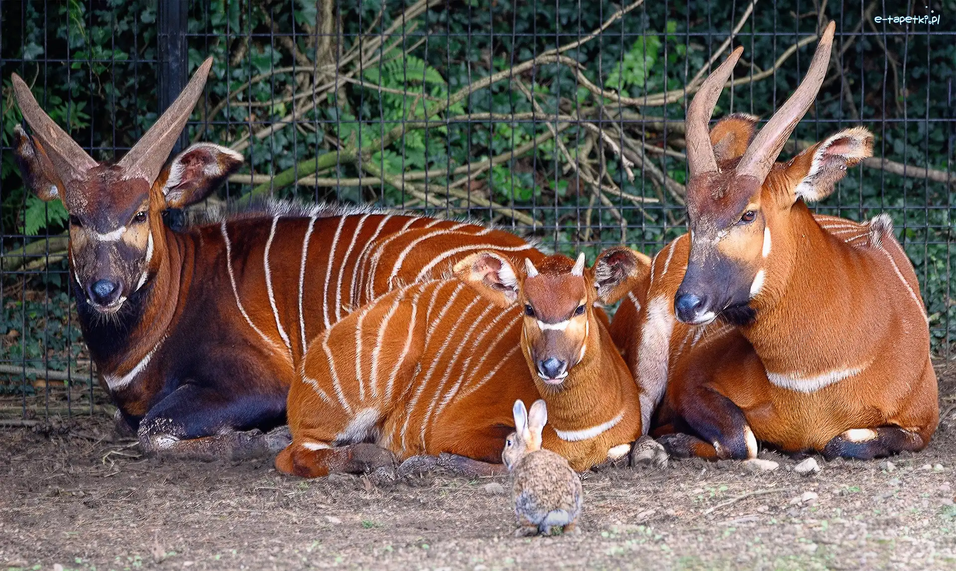 Bongo leśne, Antylopy
