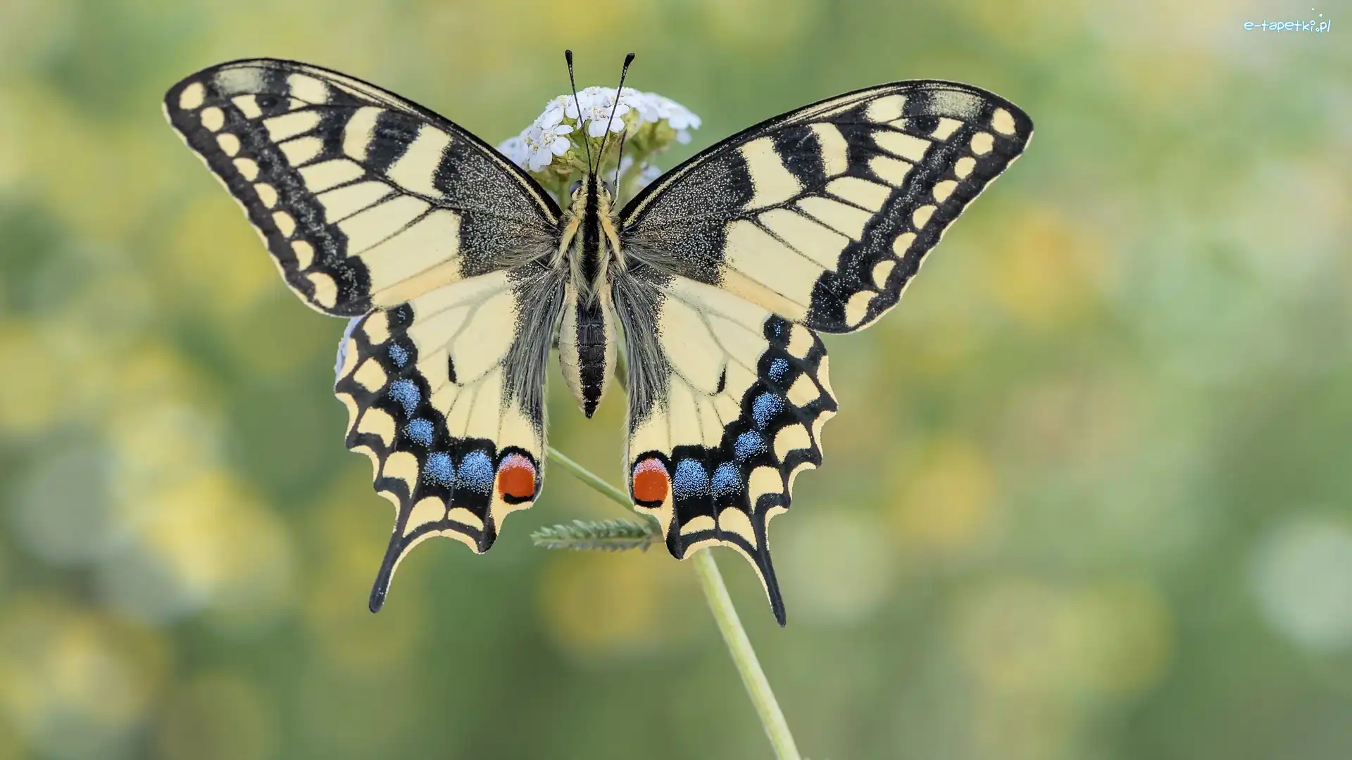 Paź królowej, Zbliżenie, Roślina, Motyl