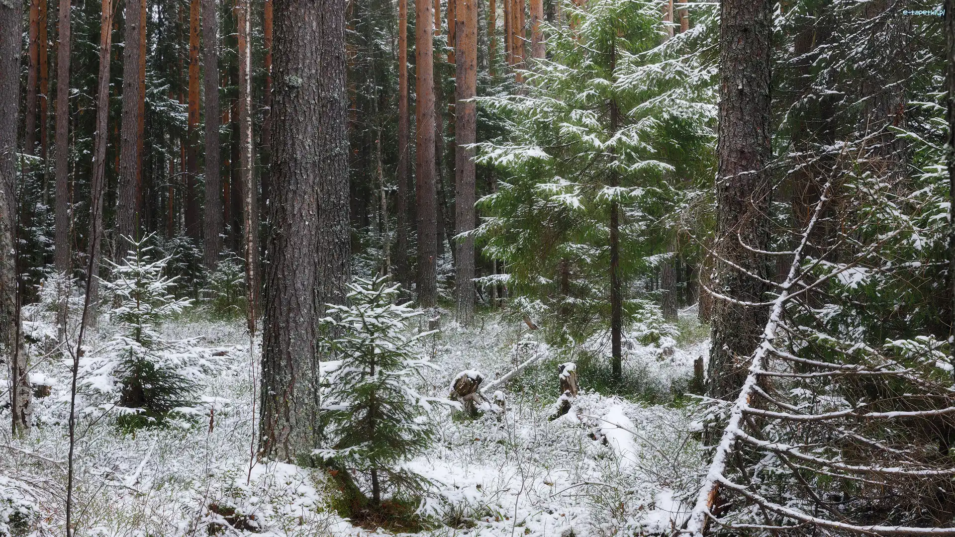 Ośnieżona, Las, Drzewa, Trawa, Śnieg, Zima