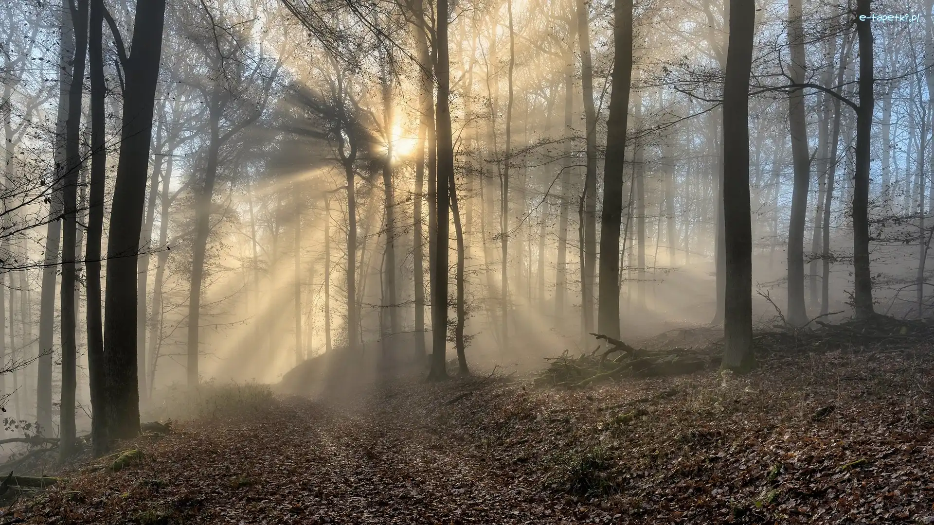 Słoneczne, Mgła, Jesień, Drzewa, Las, Światło, Przebijające
