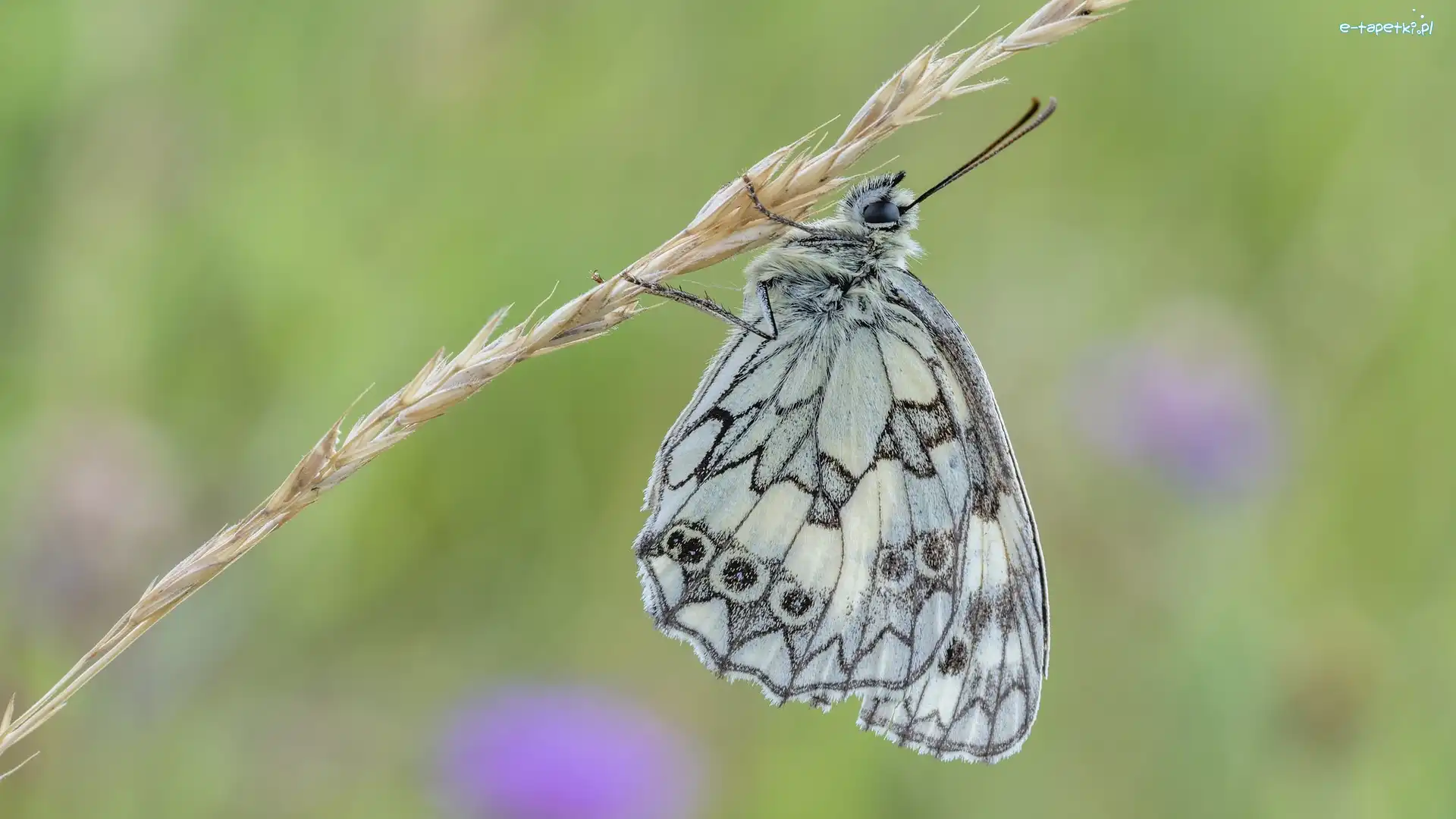 Polowiec szachownica, Trawa, Roślina, Motyl