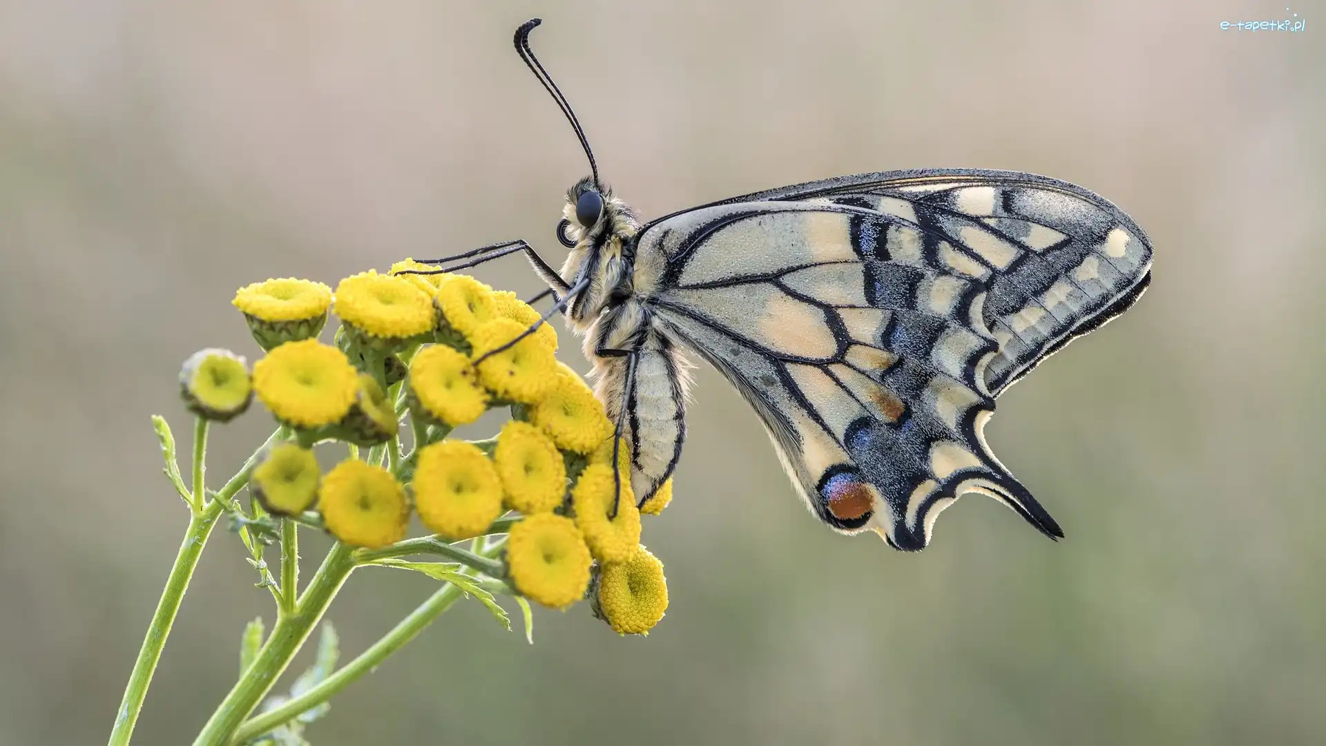 Motyl, Żółte, Paź królowej, Wrotycz, Kwiaty