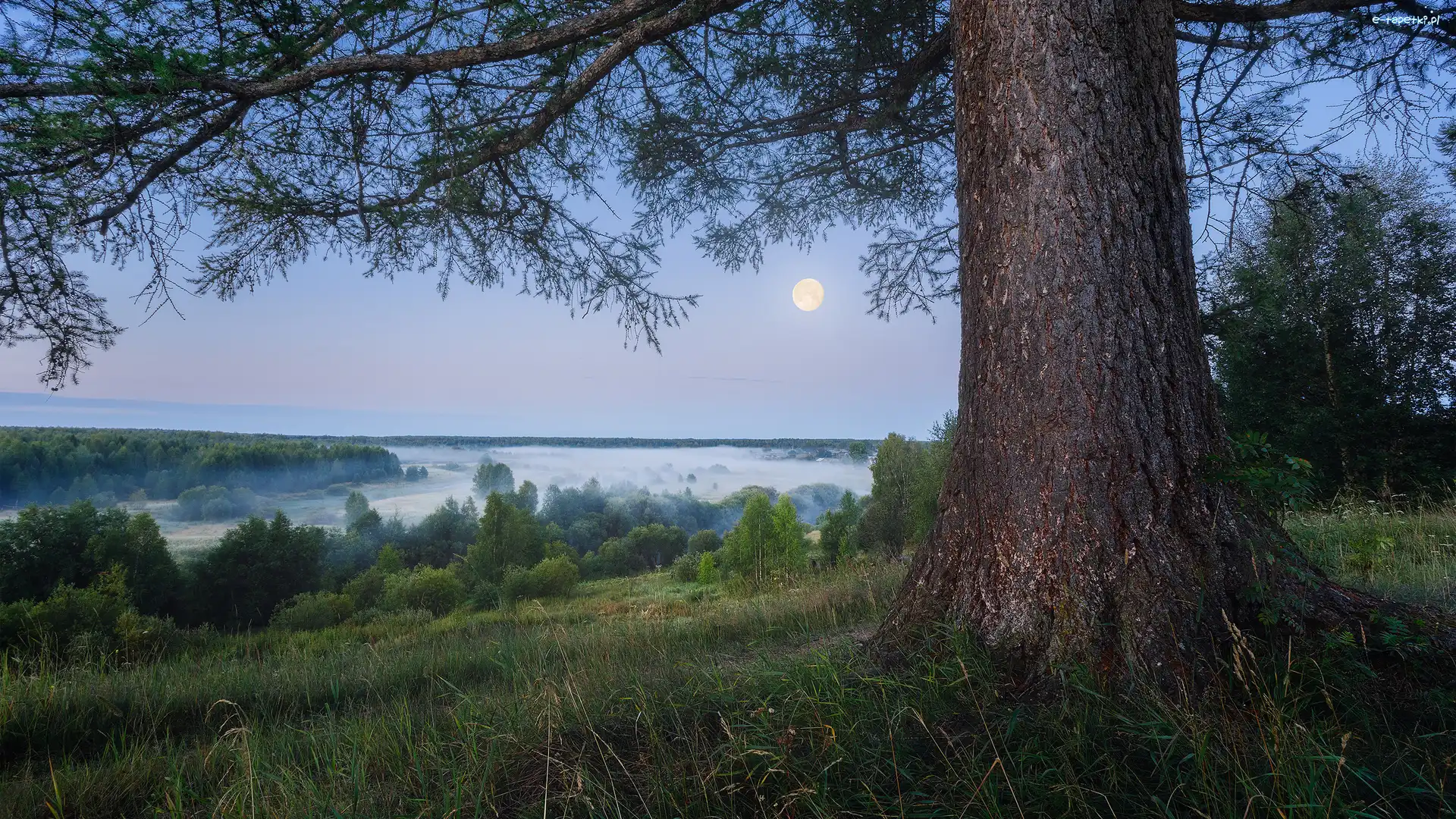 Drzewa, Rośliny, Krzewy, Mgła, Trawa