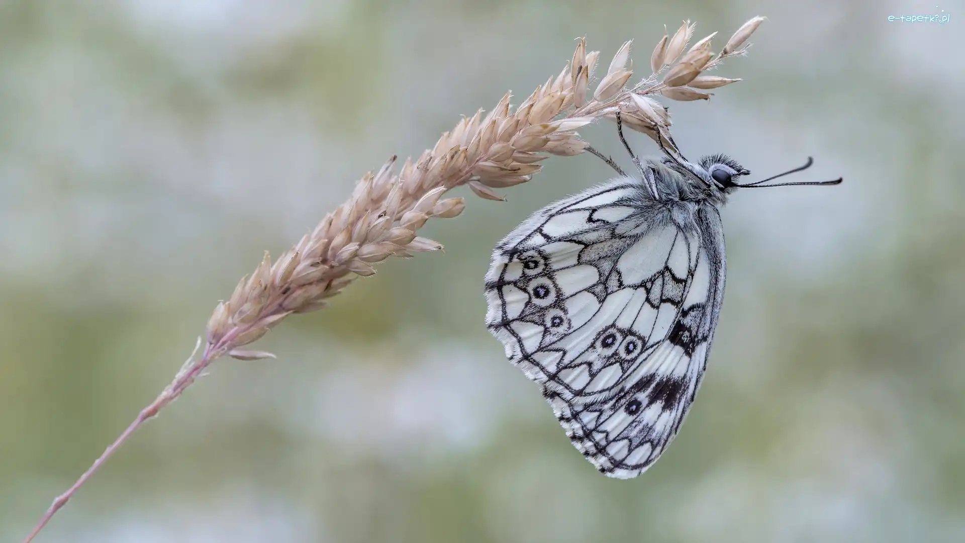 Polowiec szachownica, Źdźbło, Trawa, Motyl