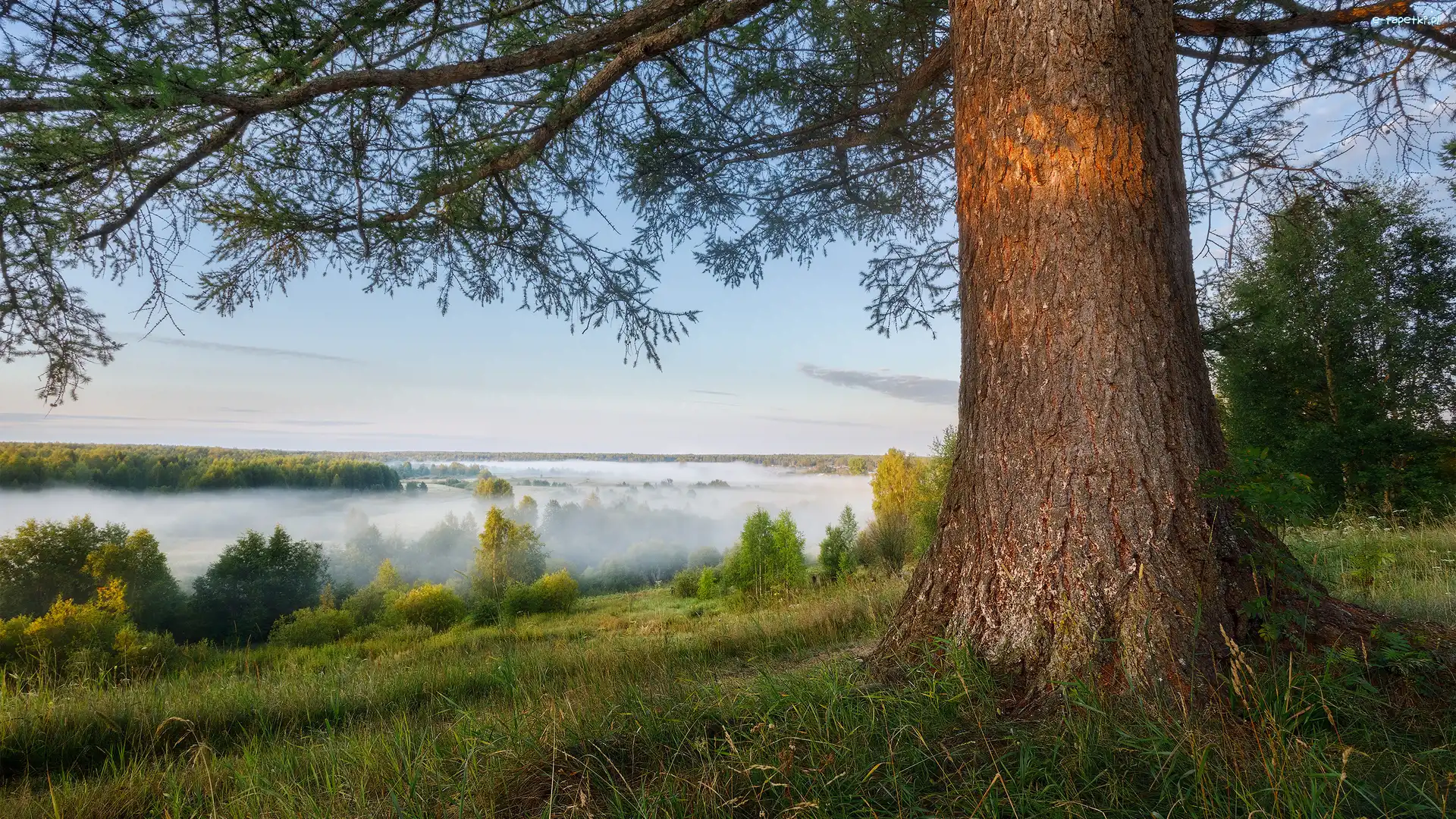 Trawa, Mgła, Drzewa