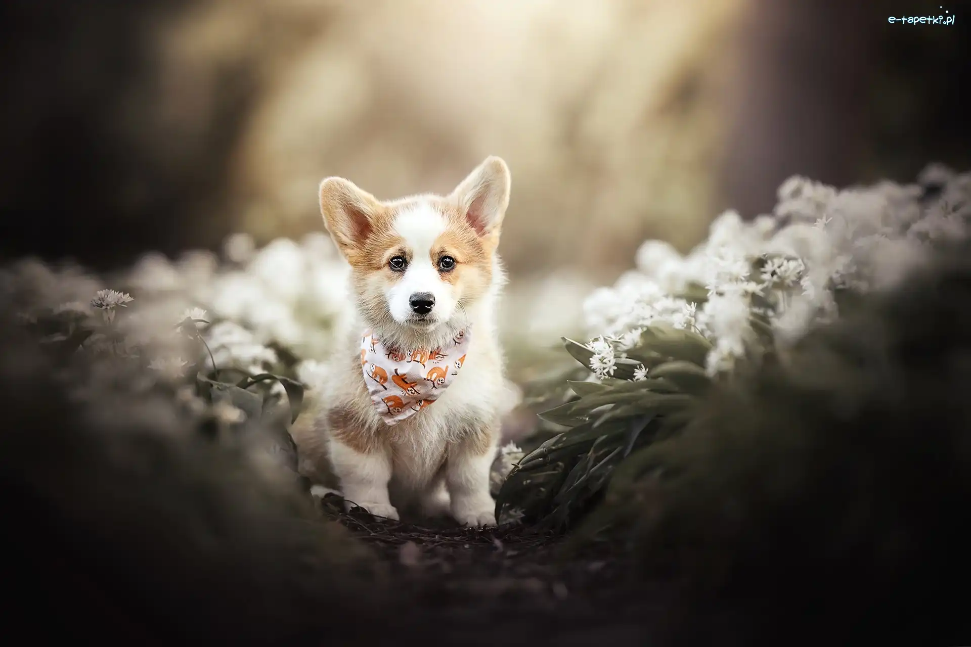 Welsh corgi pembroke, Kwiaty, Szczeniak, Pies