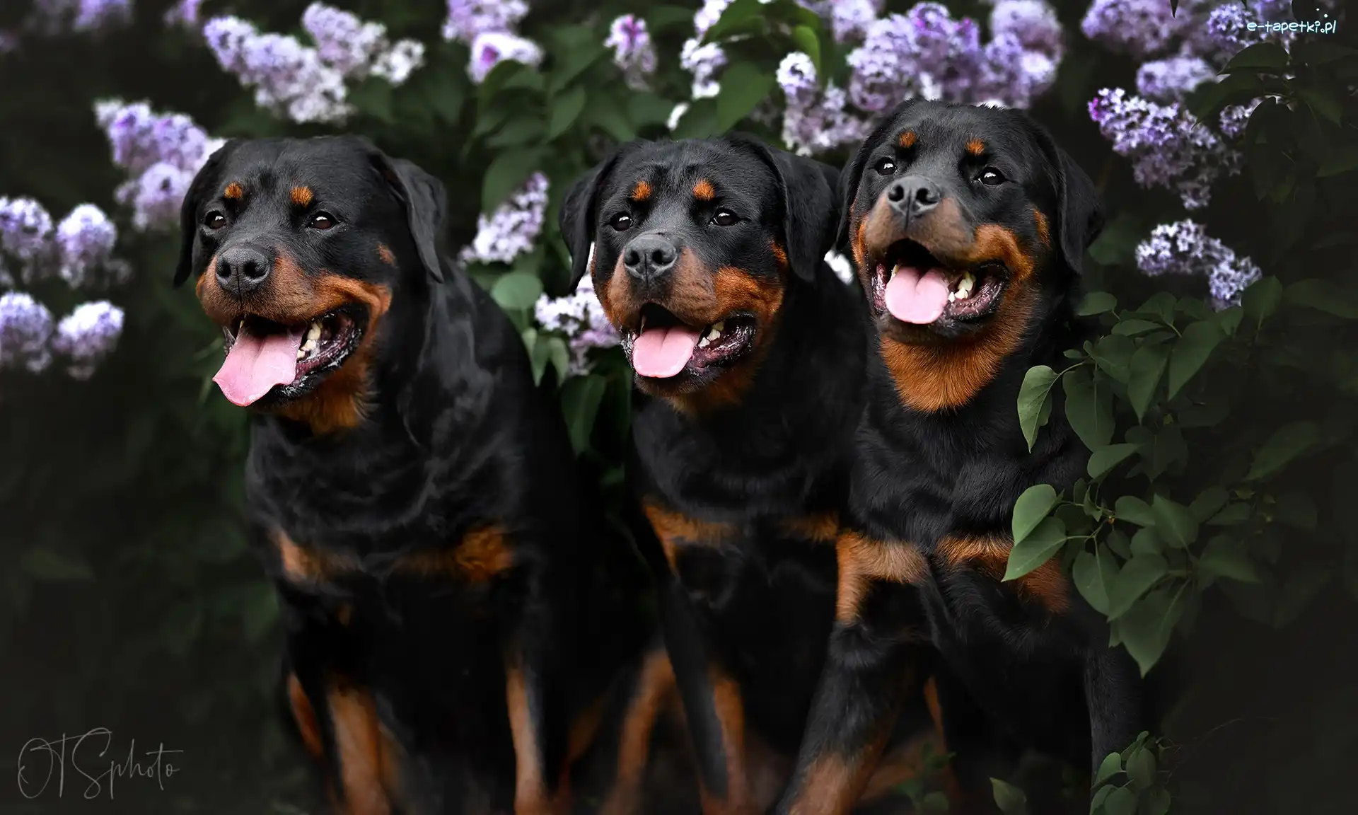 Rottweiler, Psy, Trzy