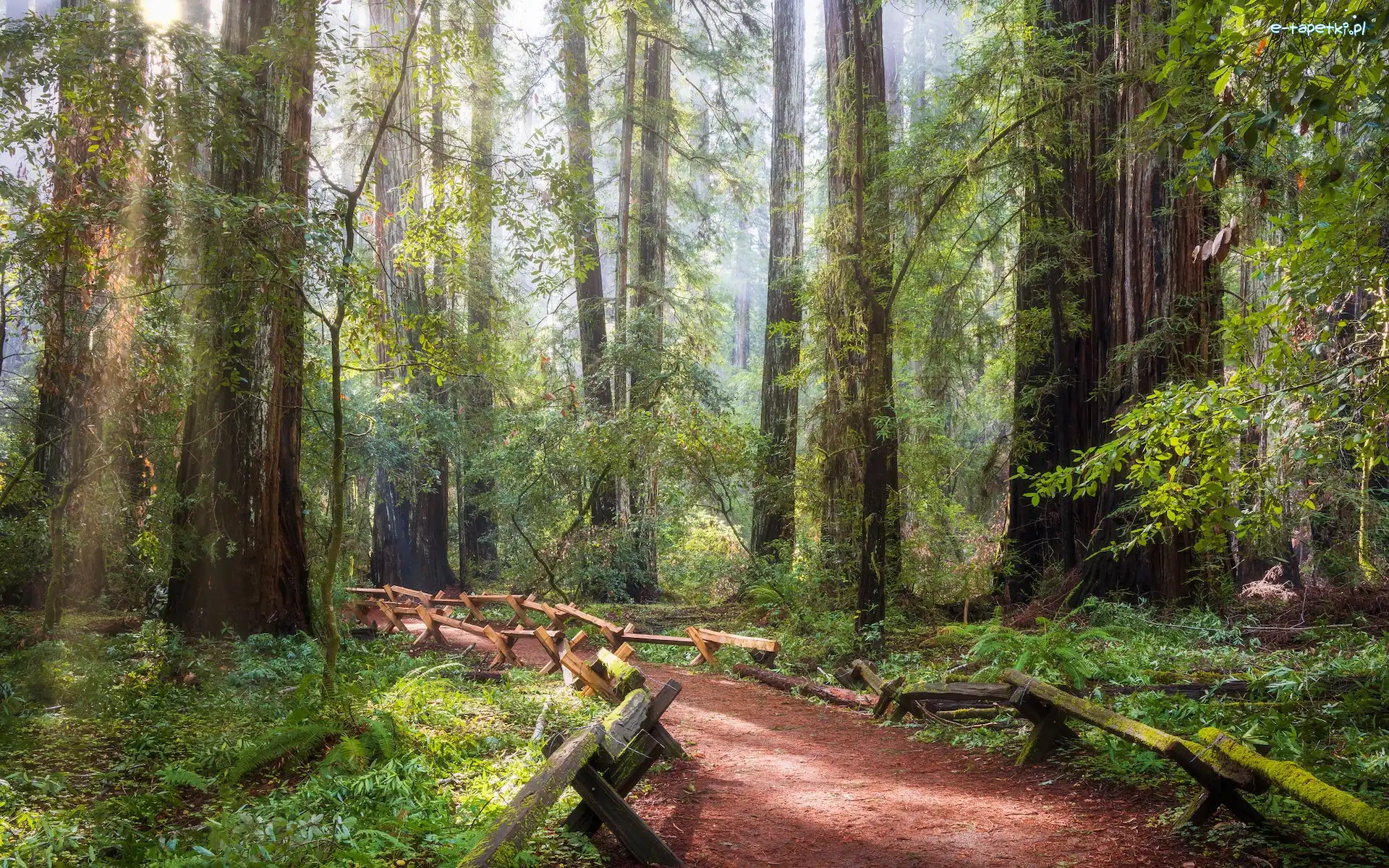 Stany Zjednoczone, Sekwoje, Ścieżka, Drzewa, Las, Kalifornia, Park Narodowy Redwood