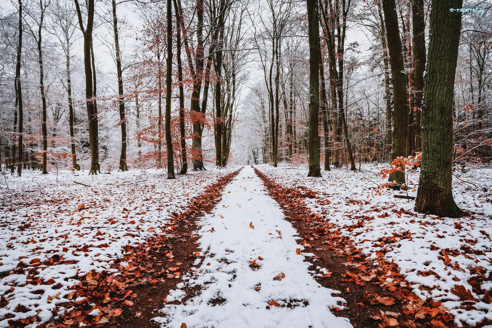 Śnieg, Las, Opadłe, Drzewa, Zima, Ścieżka, Liście