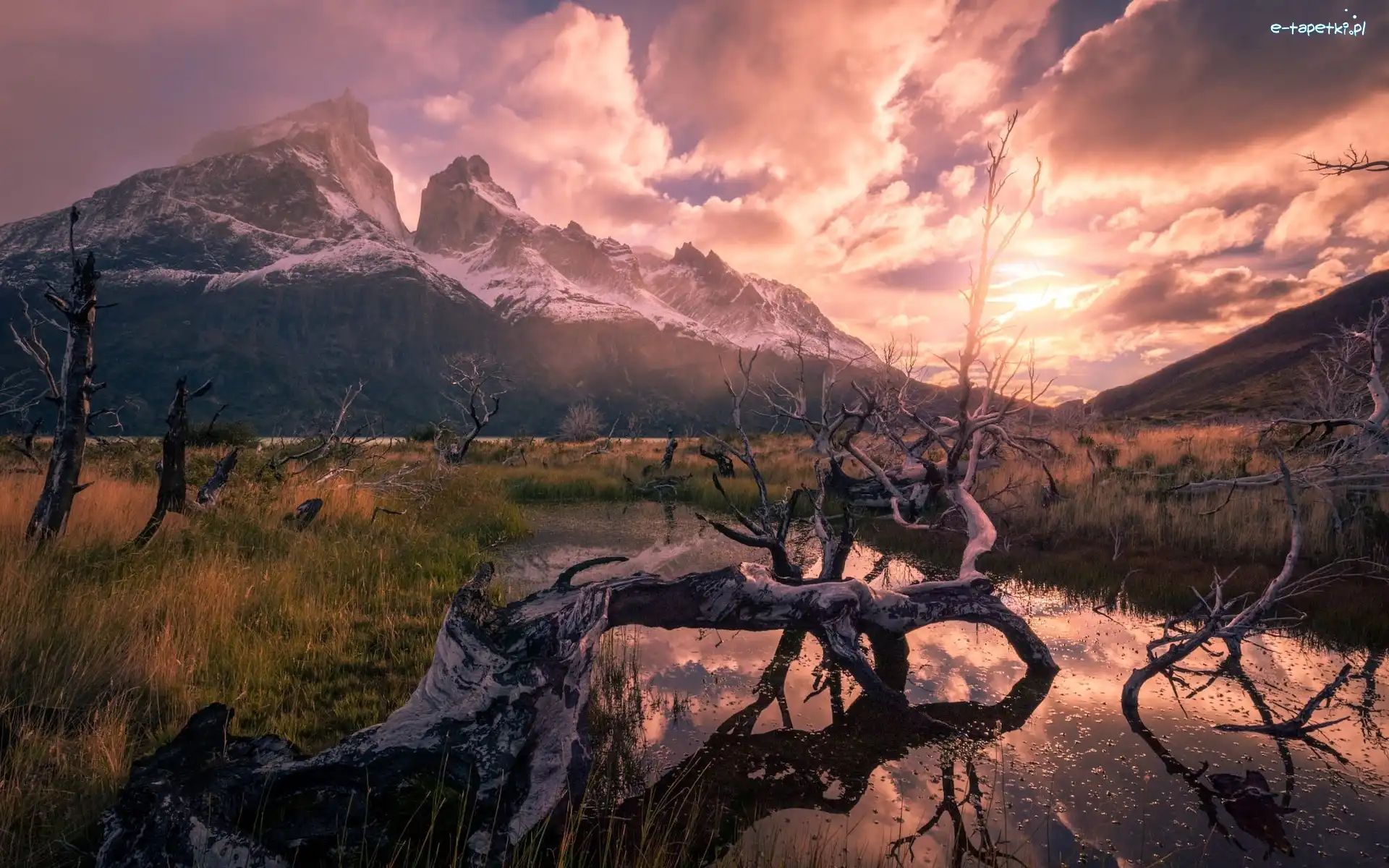 Park Narodowy Torres del Paine, Góry Andy, Konar, Patagonia, Chile, Staw, Drzewa