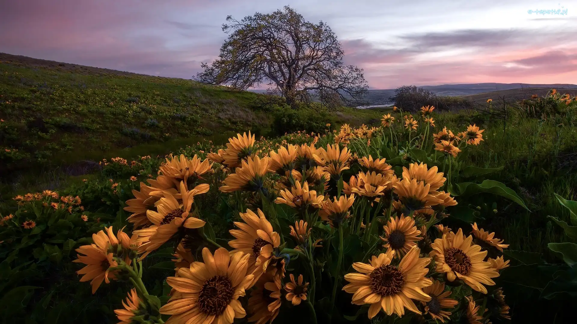 Rezerwat przyrody, Drzewo, Balsamorhiza, Kwiaty, Żółte, Stany Zjednoczone, Oregon, Łąka, Columbia River Gorge